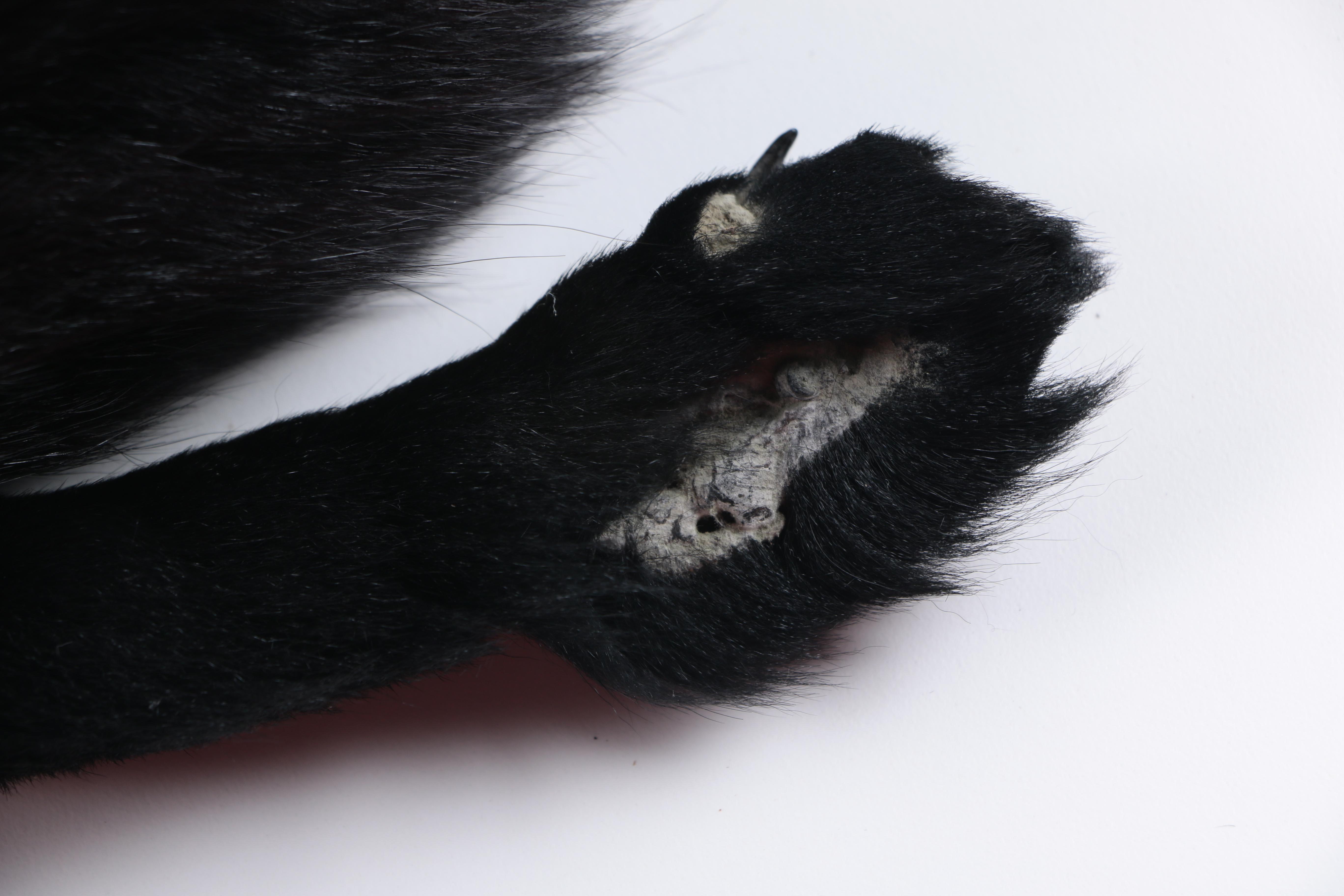 Vintage Black Fox Fur Stole