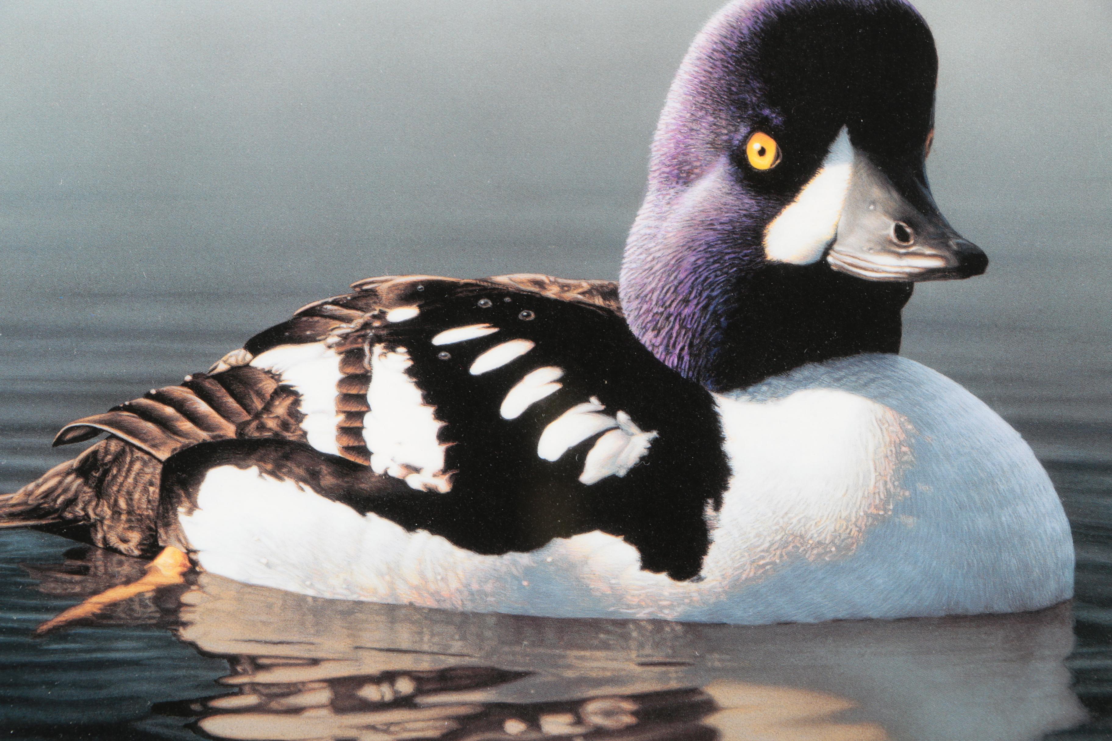 Limited Edition Offset Lithographs After Federal Duck Hunting Stamps