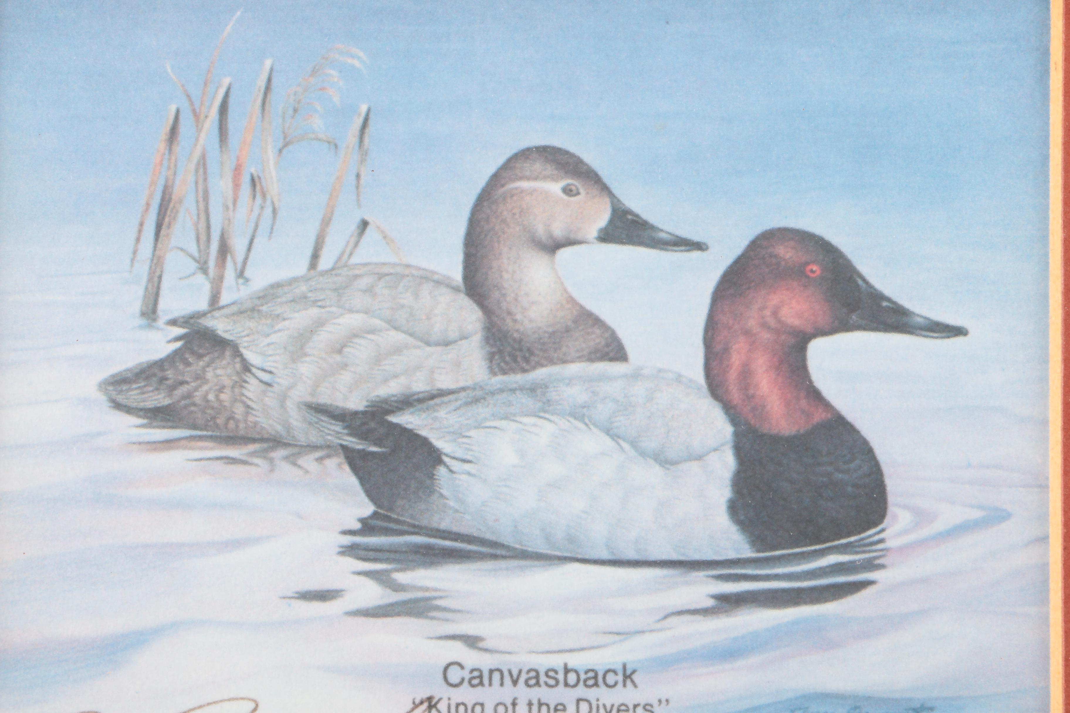 Reproduction Prints After Tan Brunet's Illustrations of Waterfowl