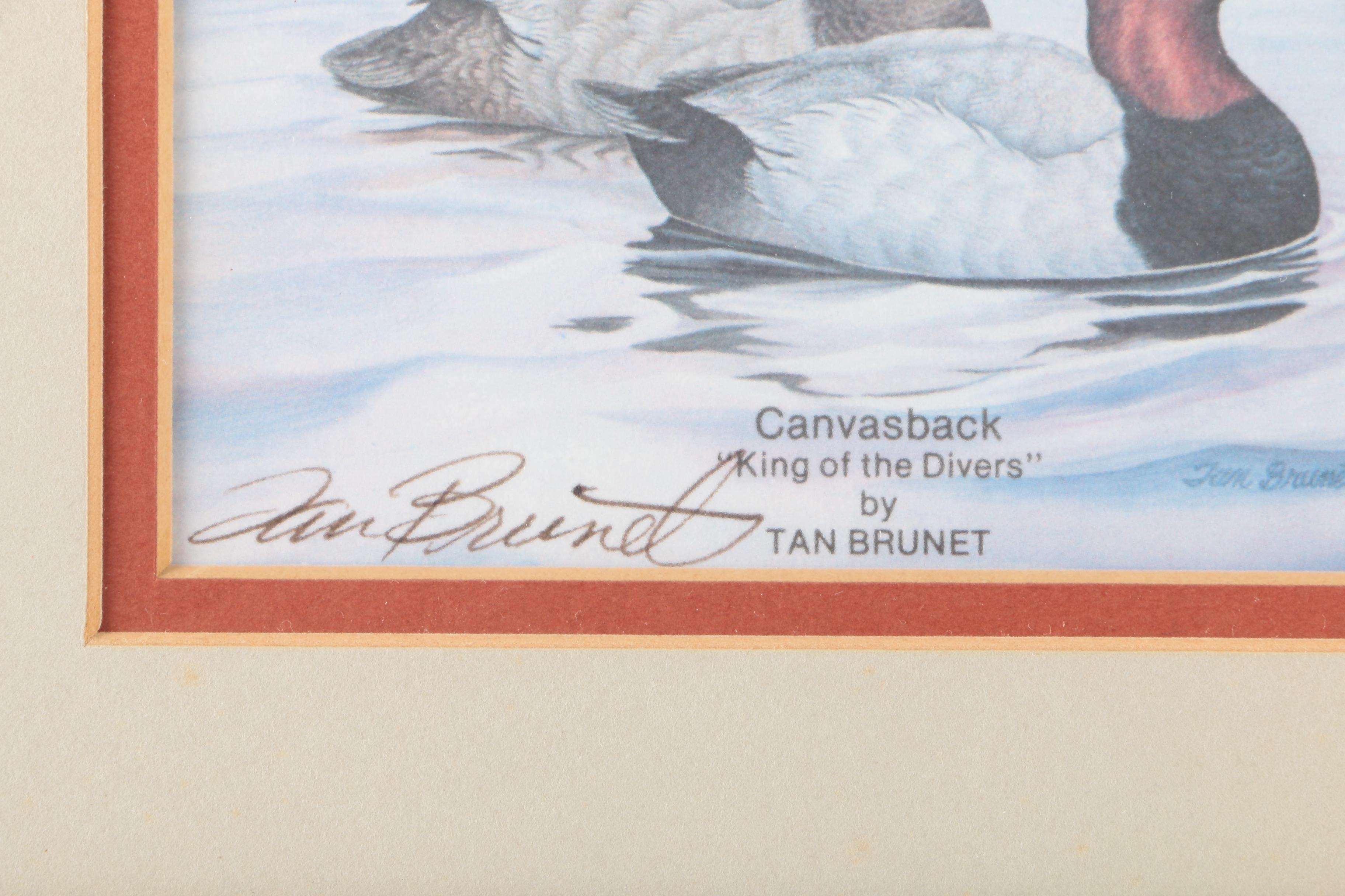 Reproduction Prints After Tan Brunet's Illustrations of Waterfowl