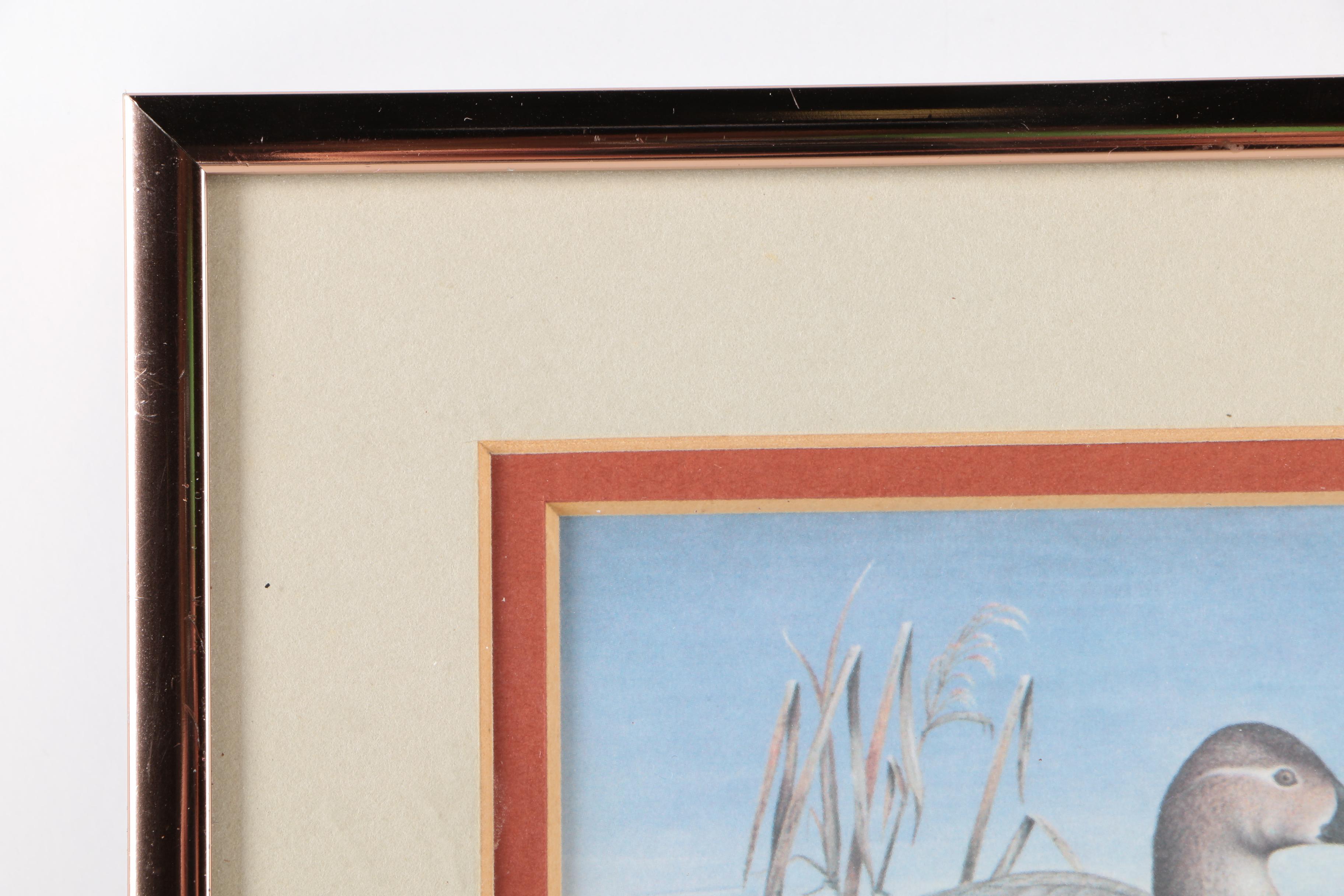 Reproduction Prints After Tan Brunet's Illustrations of Waterfowl