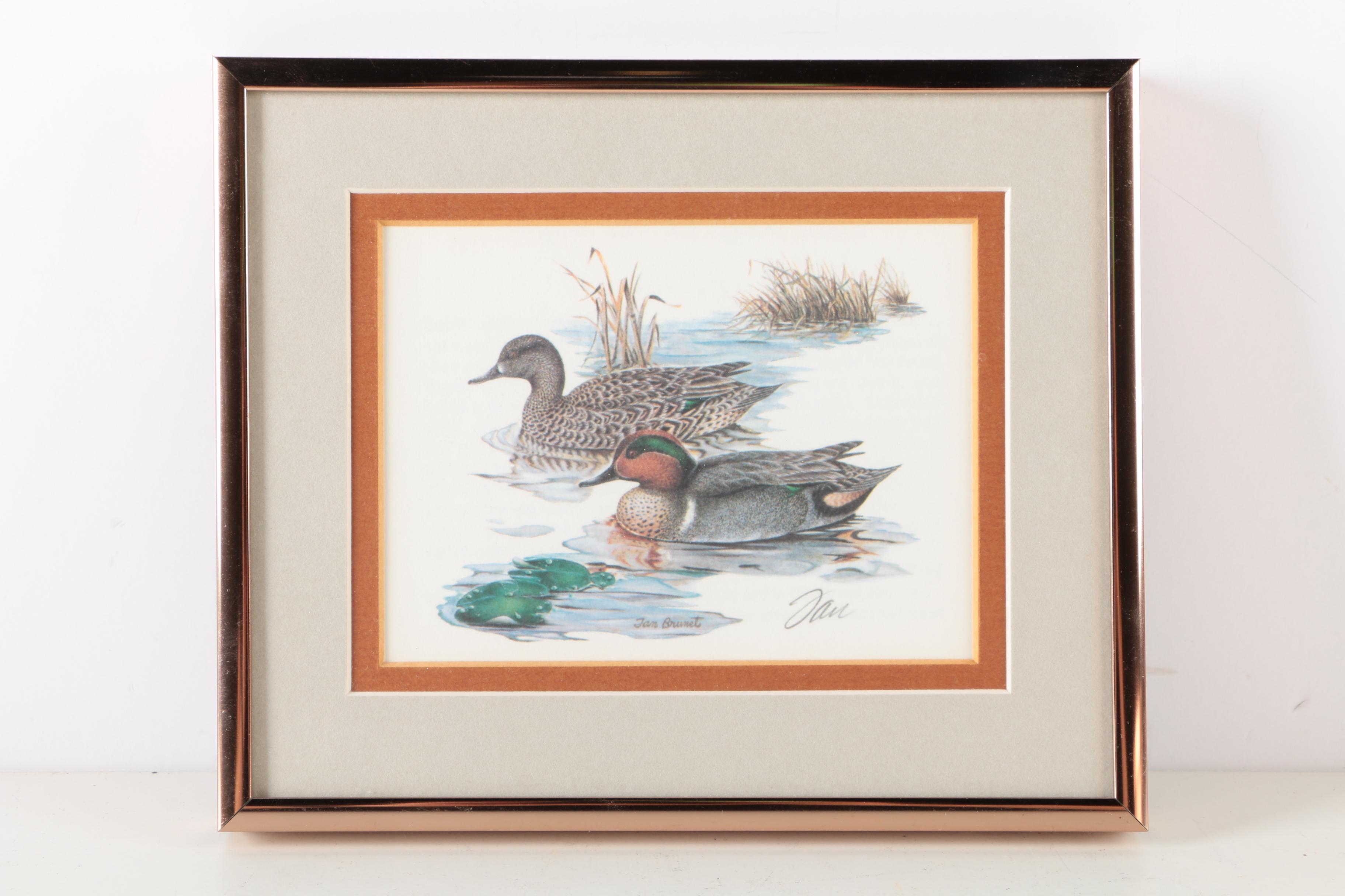 Reproduction Prints After Tan Brunet's Illustrations of Waterfowl