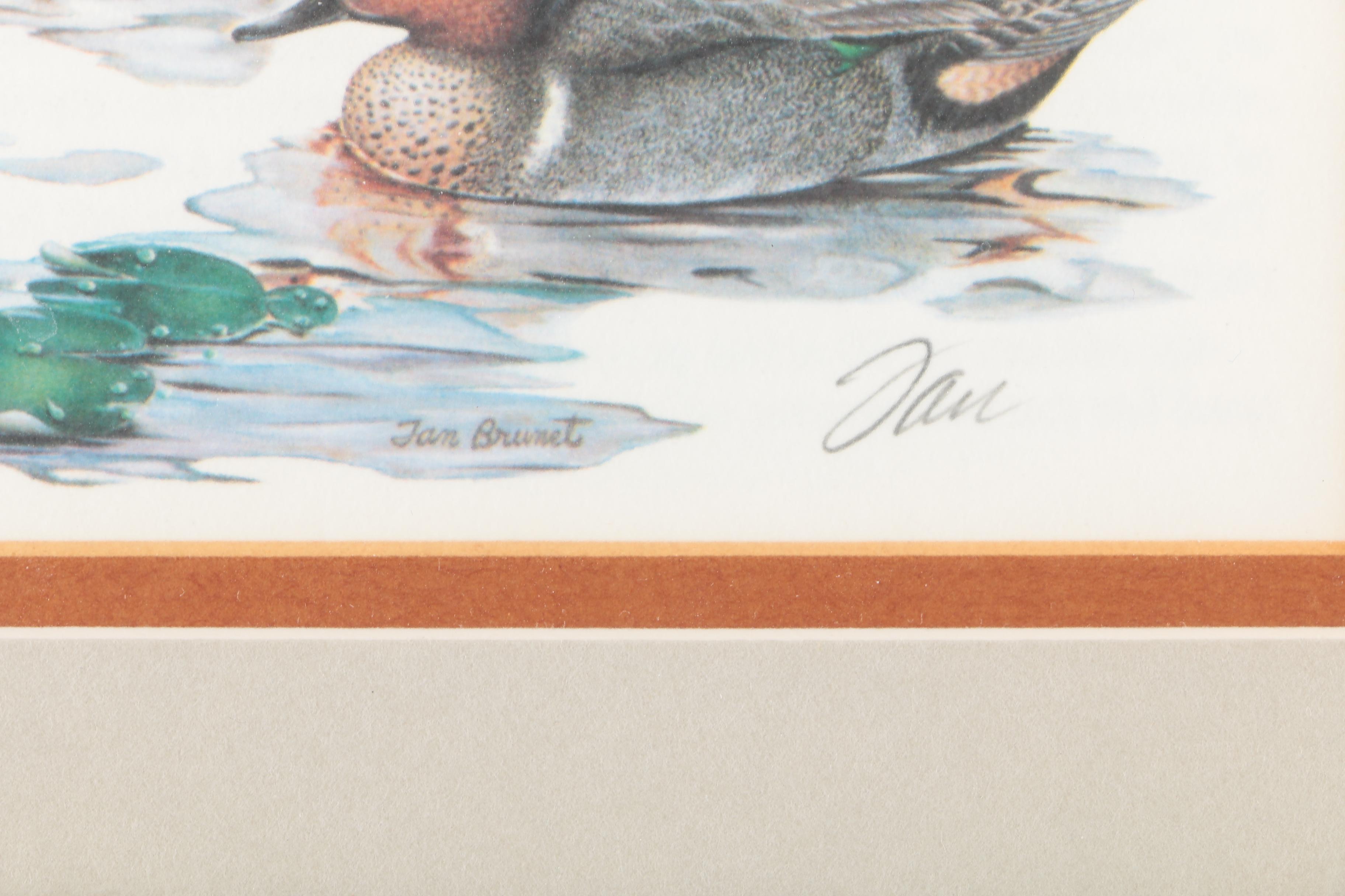Reproduction Prints After Tan Brunet's Illustrations of Waterfowl