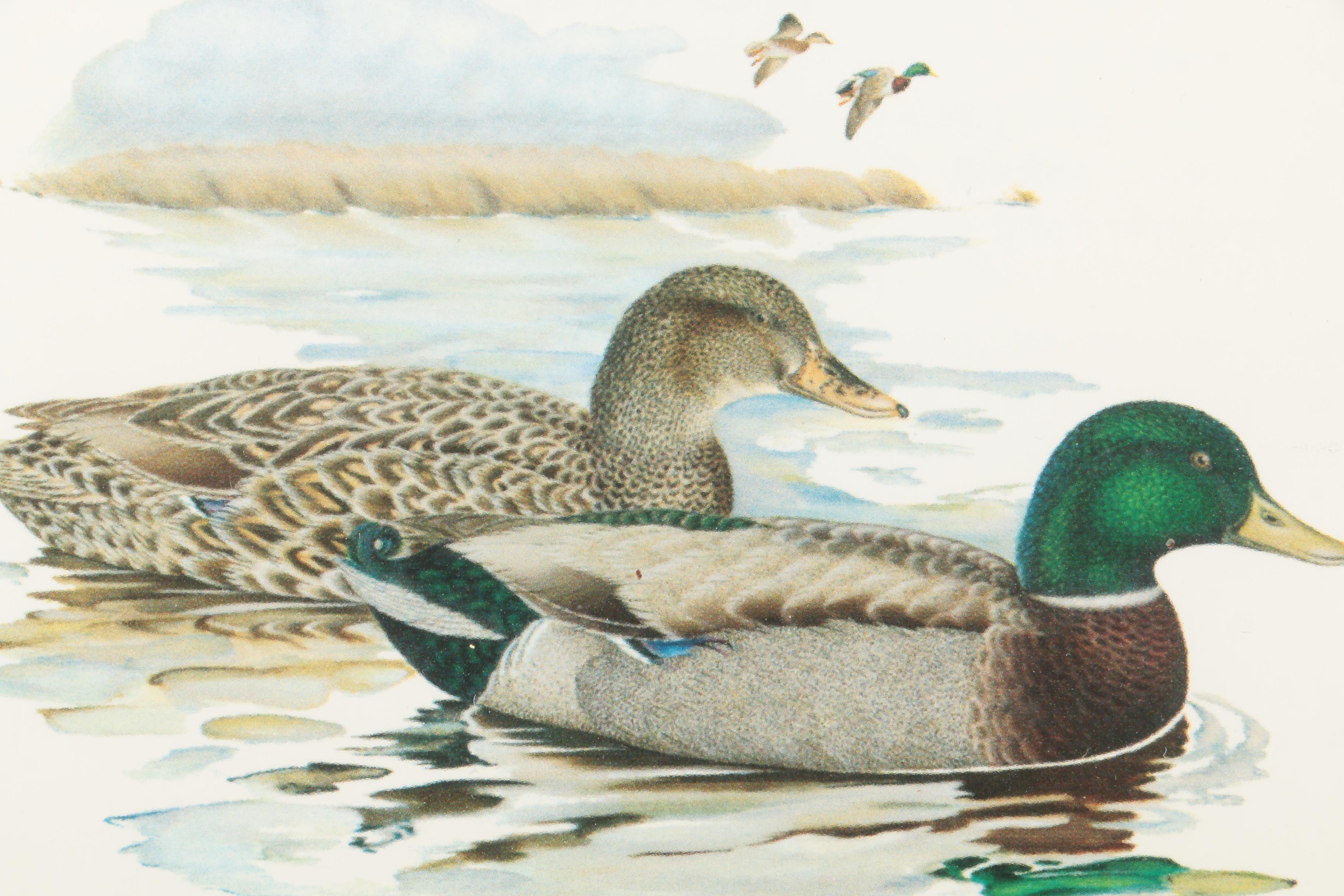 Reproduction Prints After Tan Brunet's Illustrations of Waterfowl