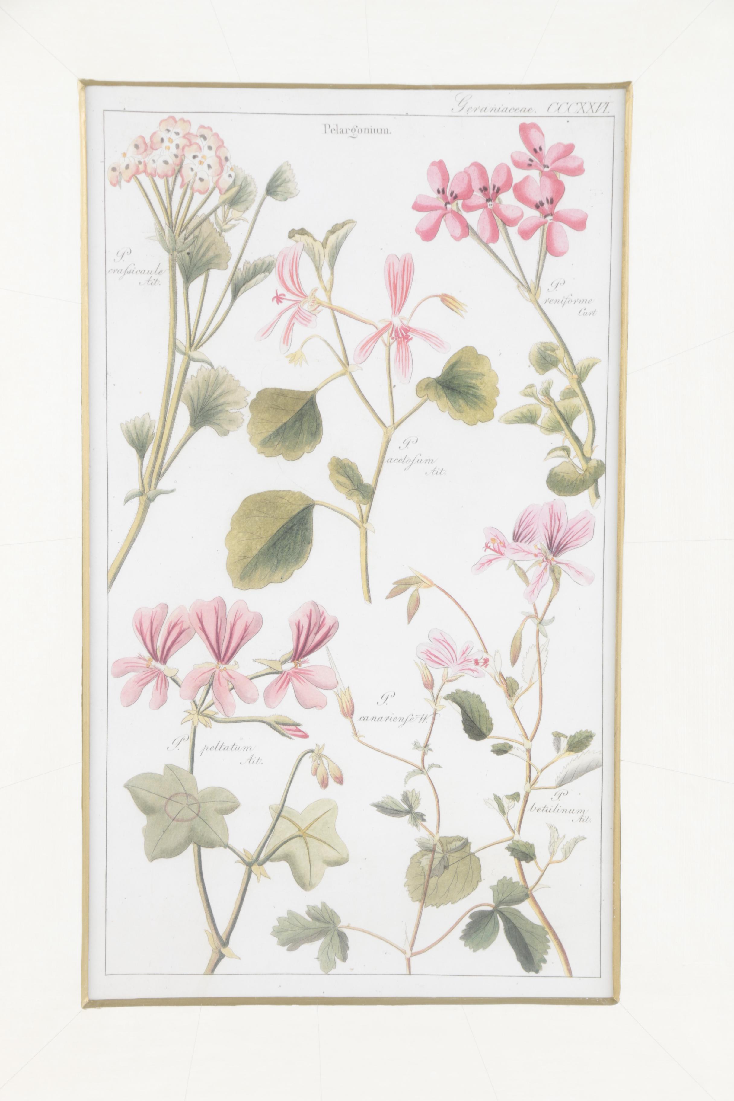 Offset Lithographs "Flora Universalis"