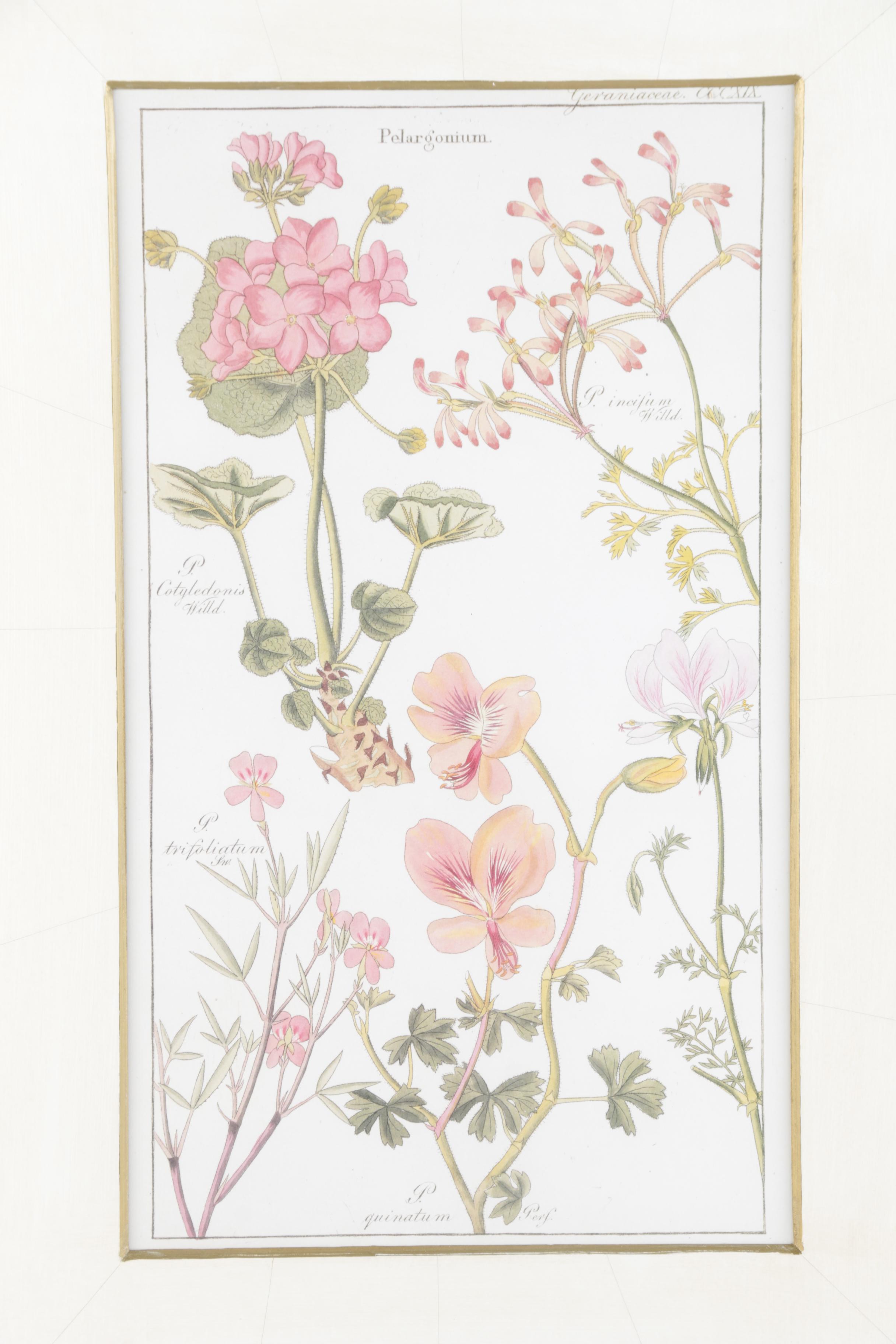 Offset Lithographs "Flora Universalis"