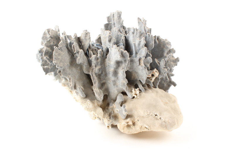 Coral Specimens