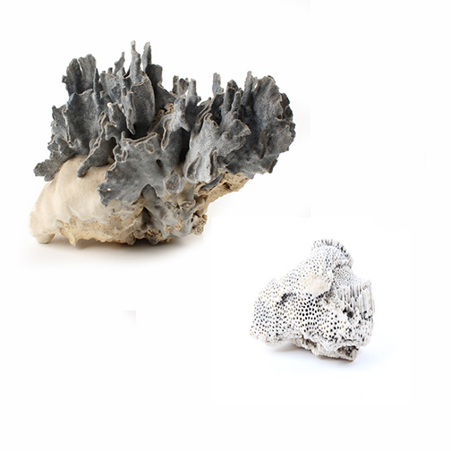 Coral Specimens