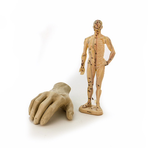 Human Hand Anatomy Model and Chinese Acupuncture Model