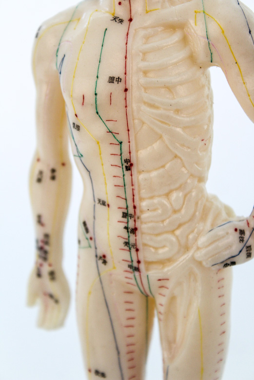 Human Hand Anatomy Model and Chinese Acupuncture Model
