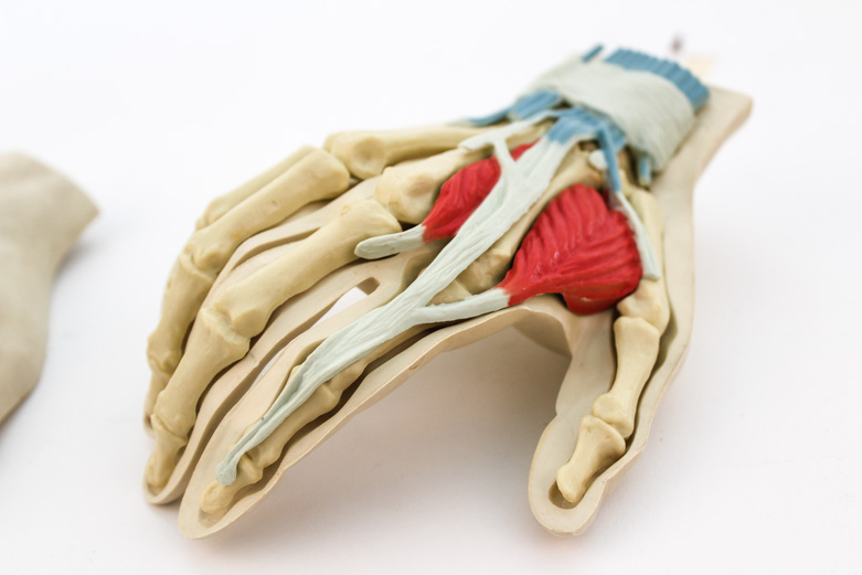 Human Hand Anatomy Model and Chinese Acupuncture Model