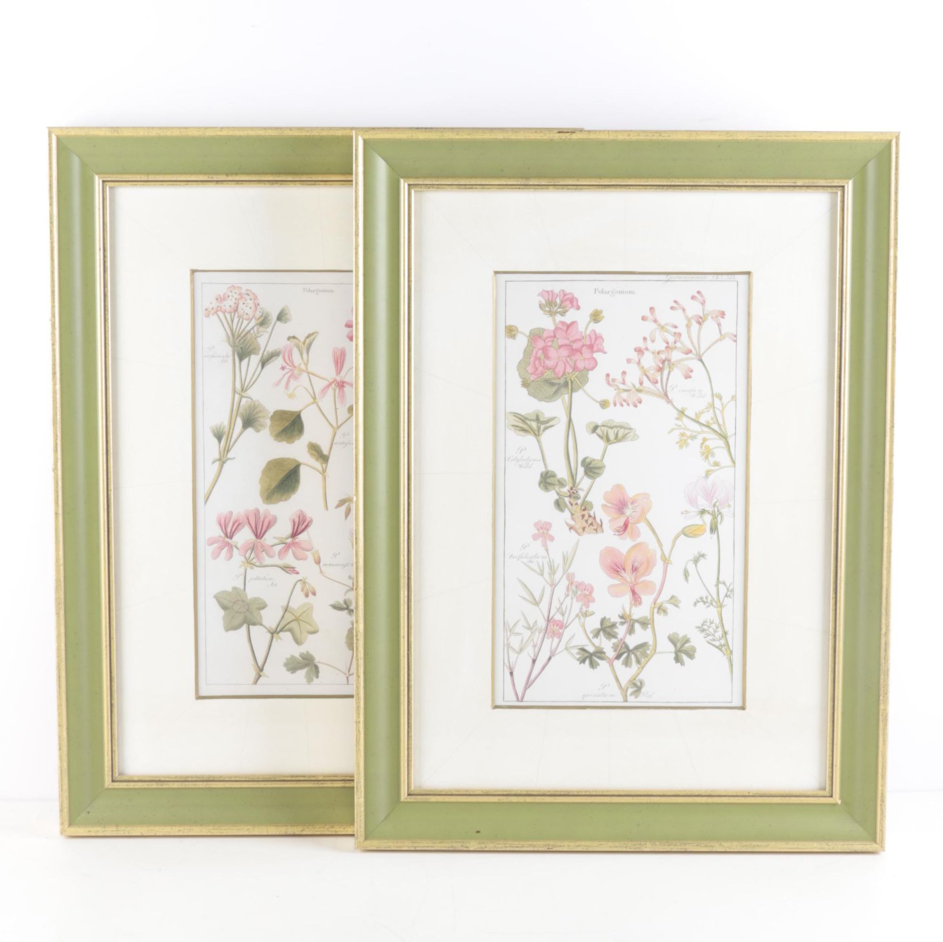 Offset Lithographs "Flora Universalis"