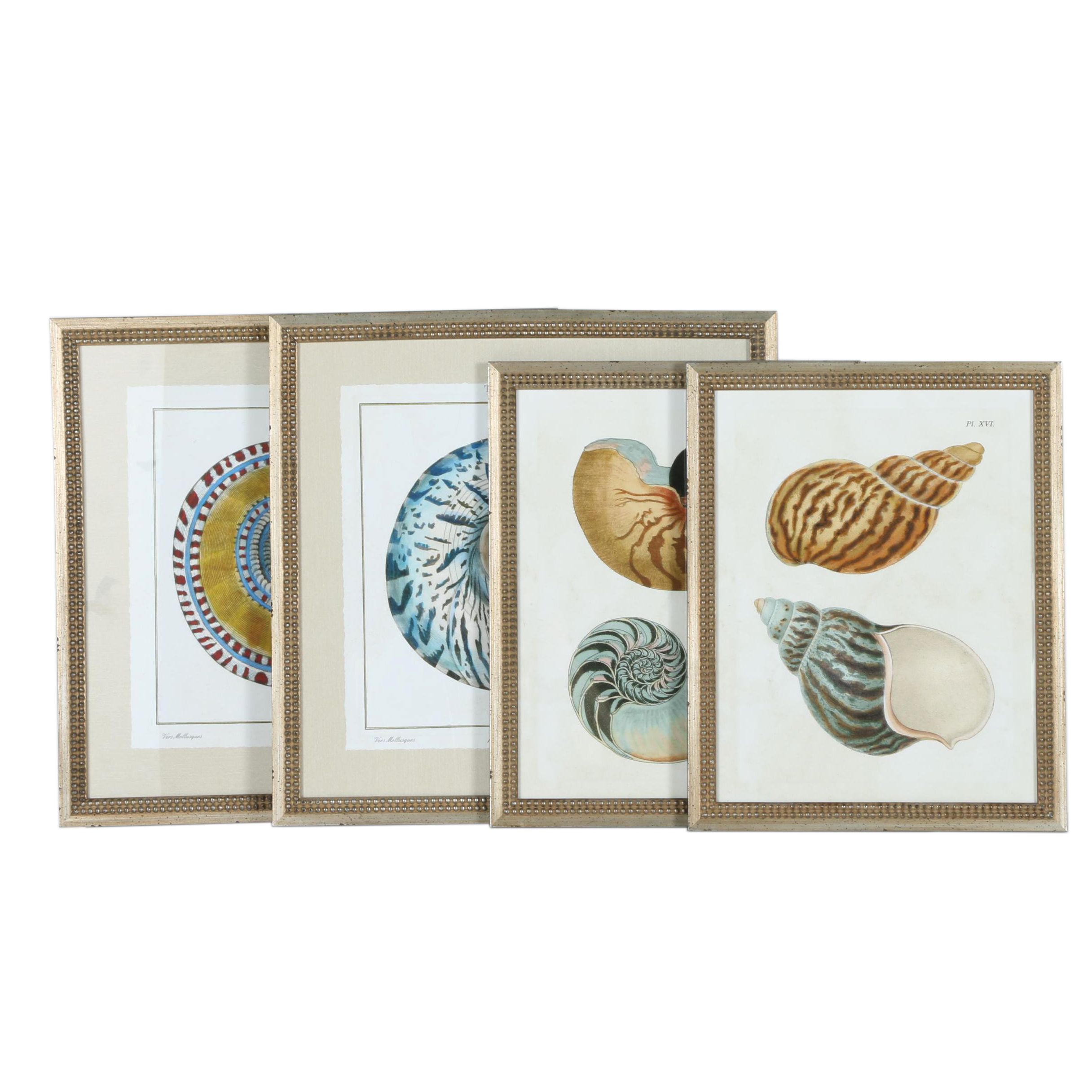Giclées on Paper of Seashells Including Prints After Benard Direxit