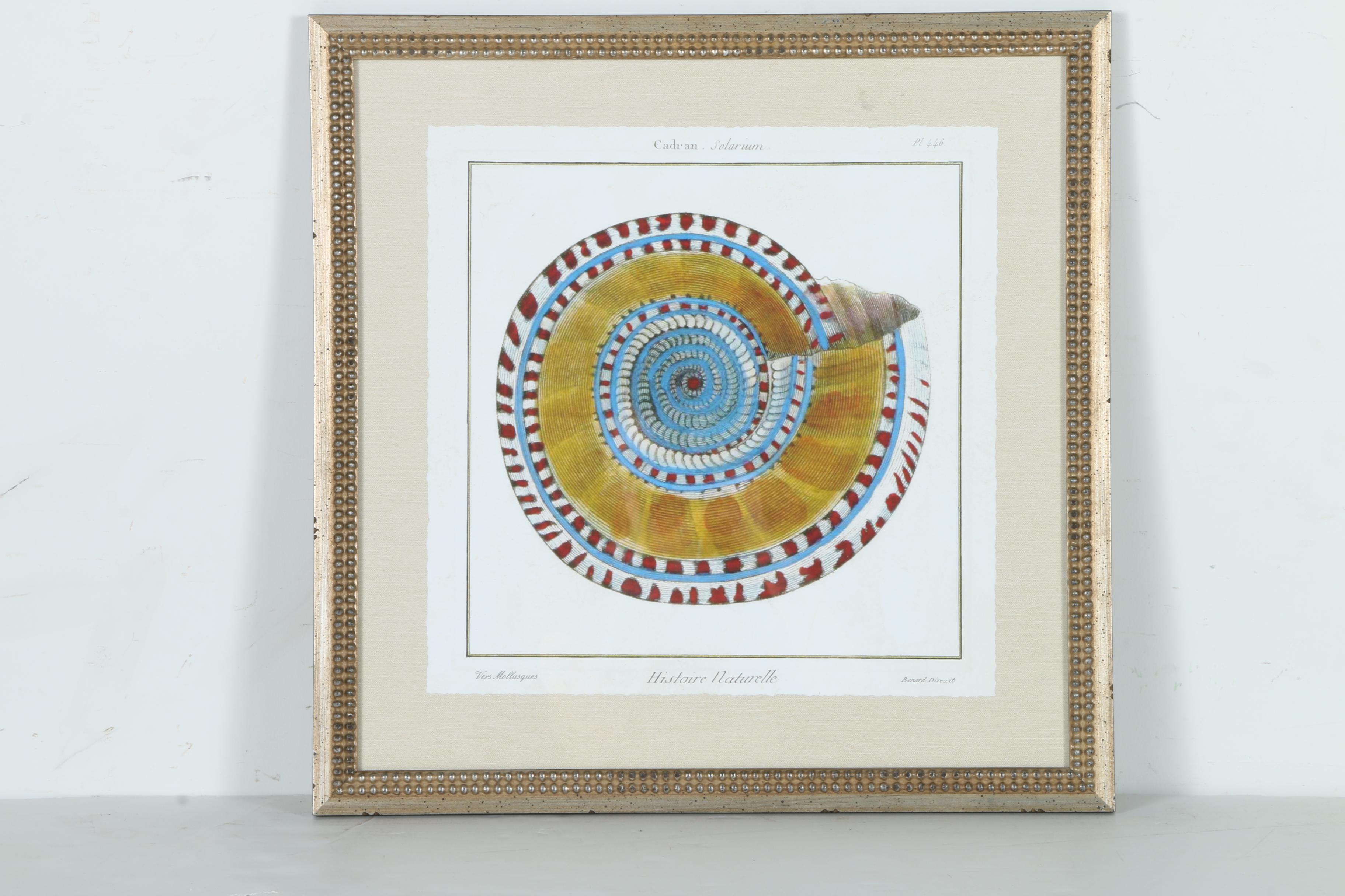 Giclées on Paper of Seashells Including Prints After Benard Direxit