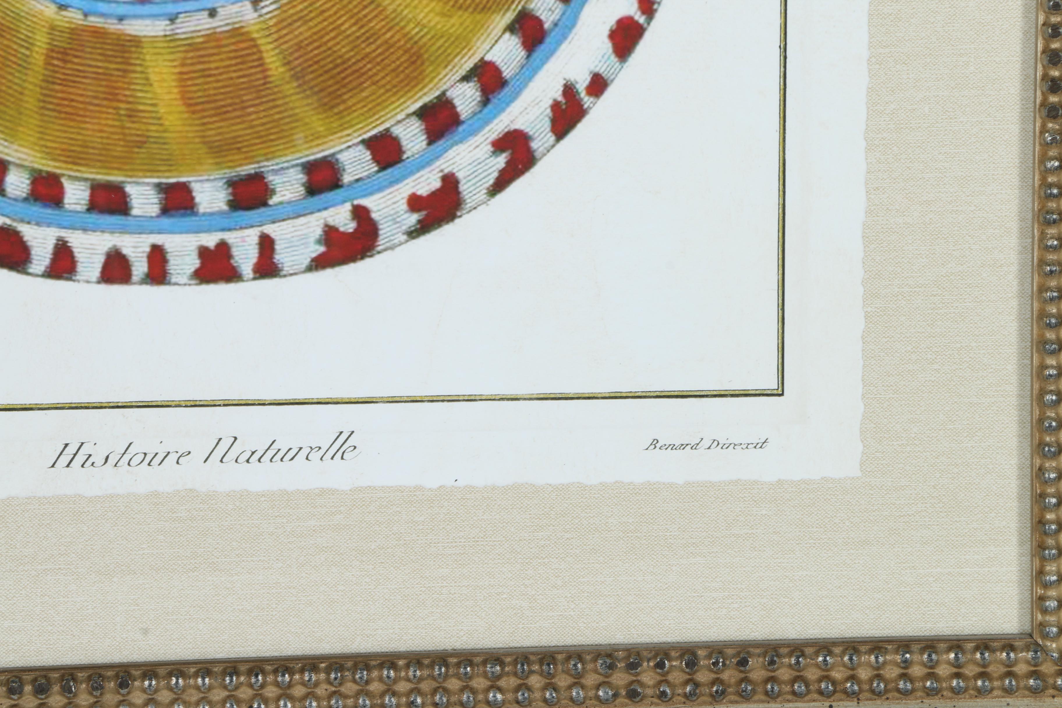 Giclées on Paper of Seashells Including Prints After Benard Direxit