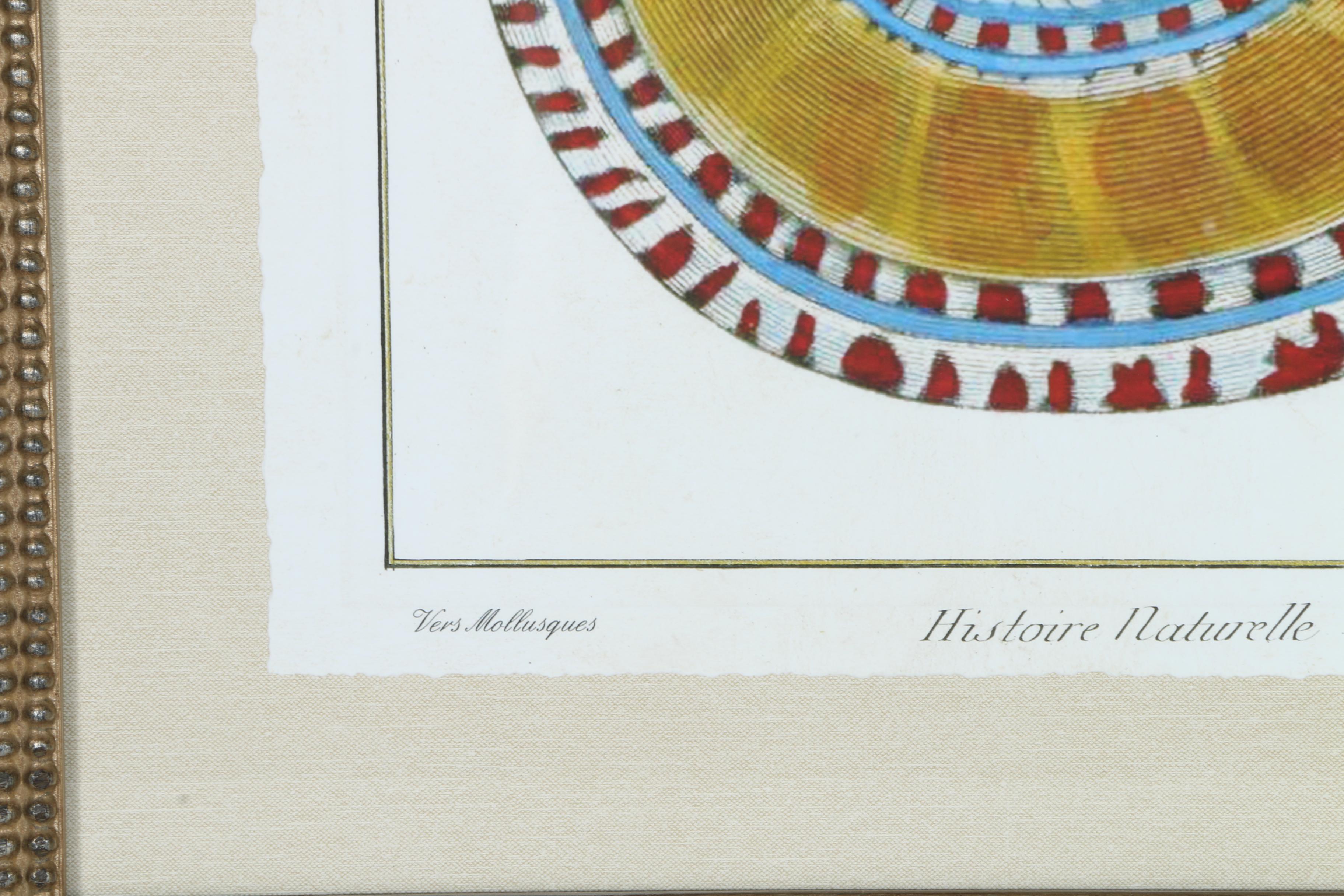 Giclées on Paper of Seashells Including Prints After Benard Direxit