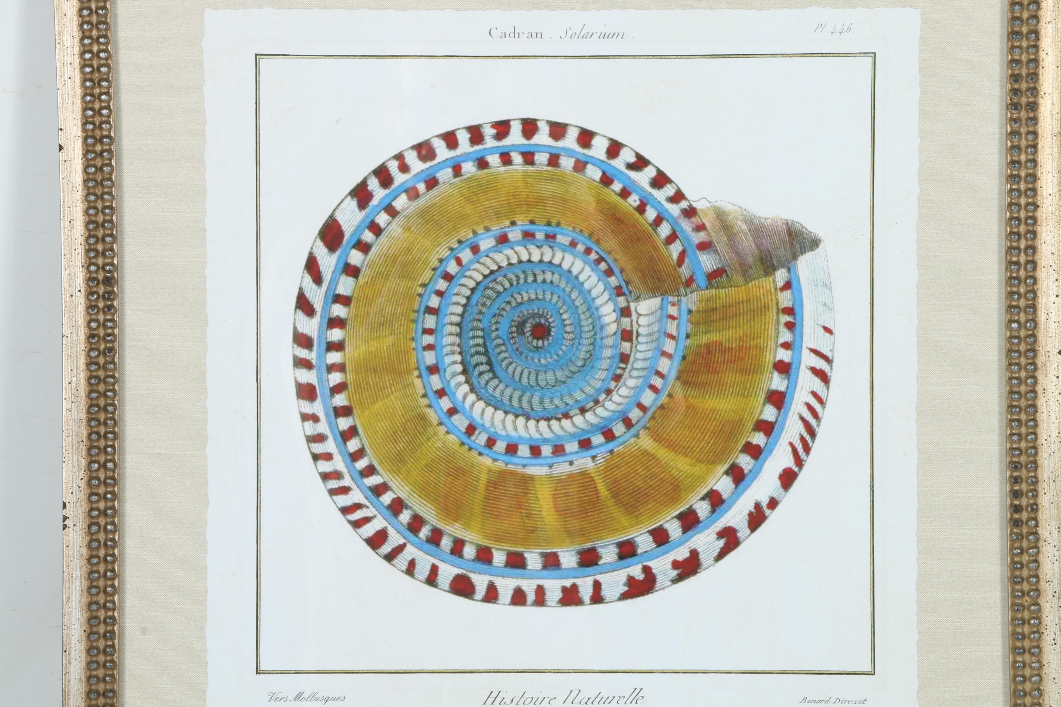 Giclées on Paper of Seashells Including Prints After Benard Direxit