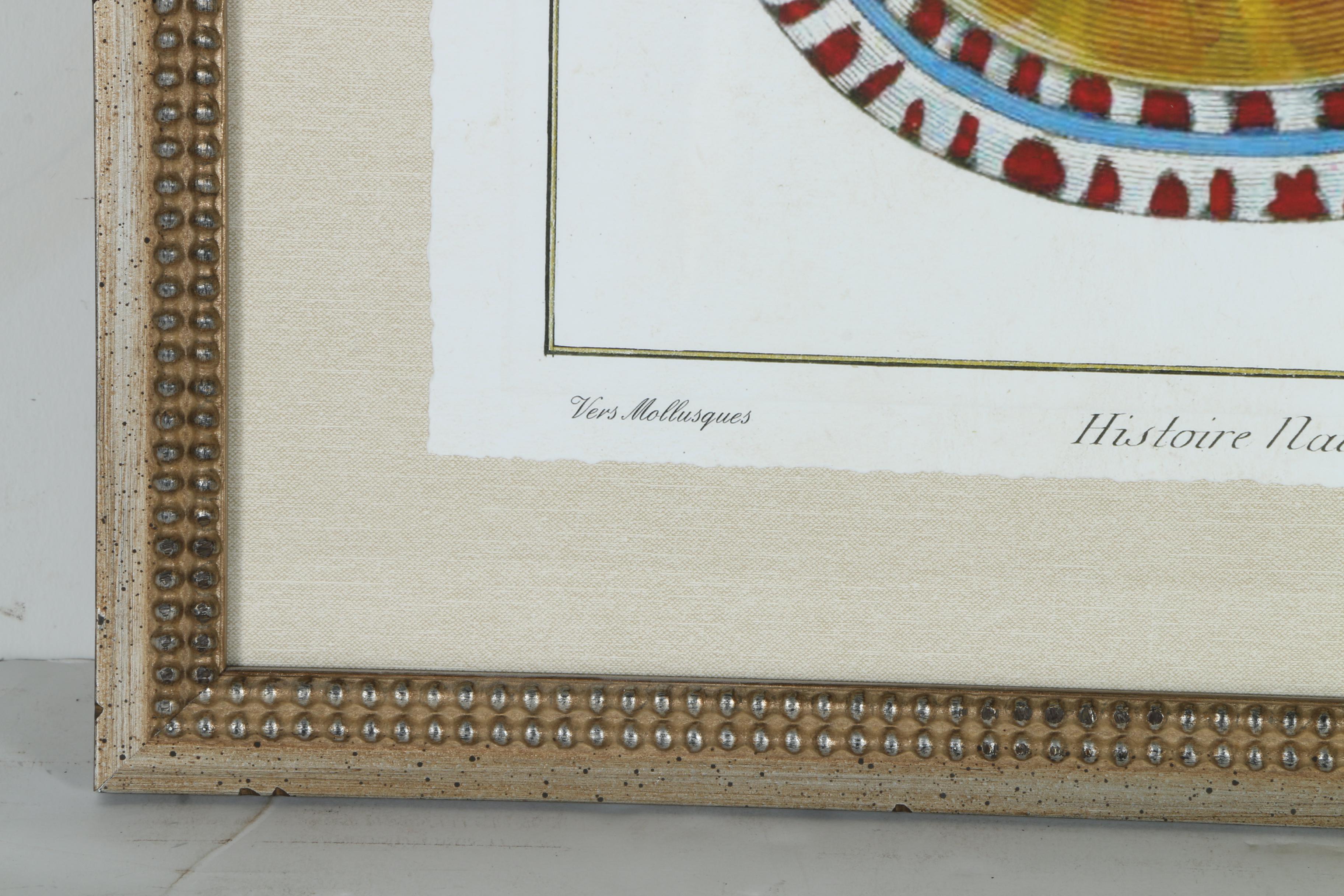 Giclées on Paper of Seashells Including Prints After Benard Direxit