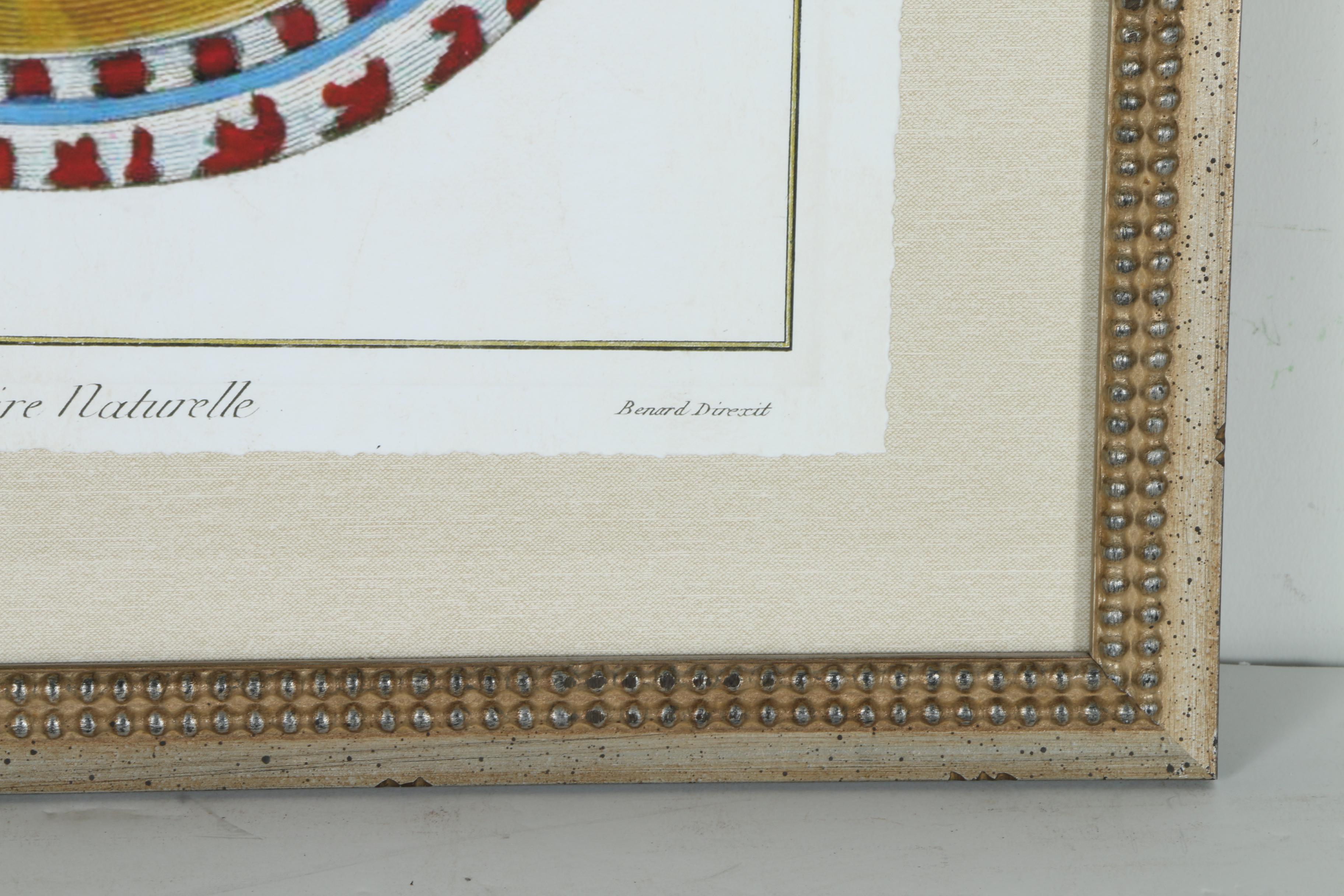 Giclées on Paper of Seashells Including Prints After Benard Direxit
