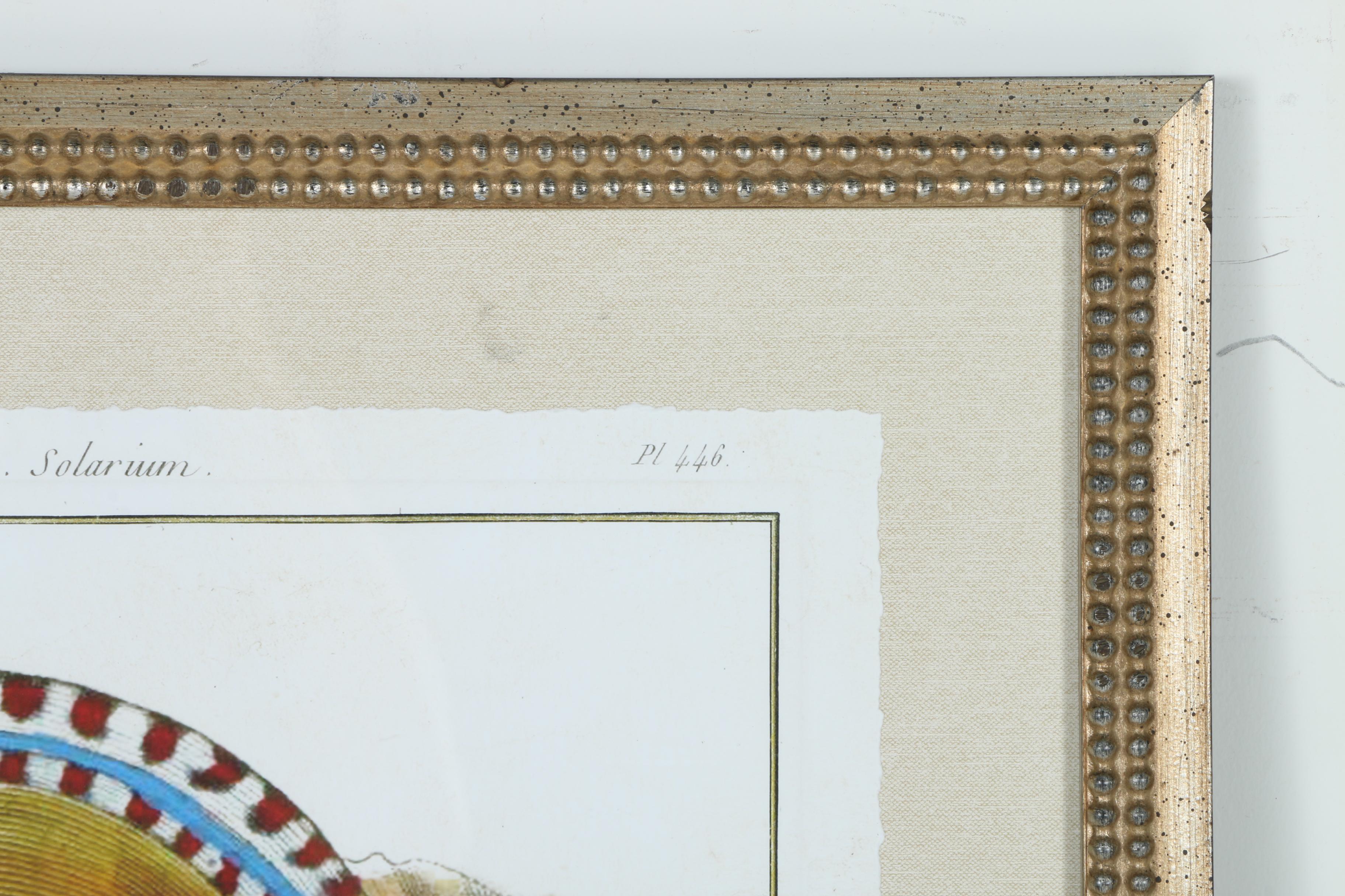 Giclées on Paper of Seashells Including Prints After Benard Direxit