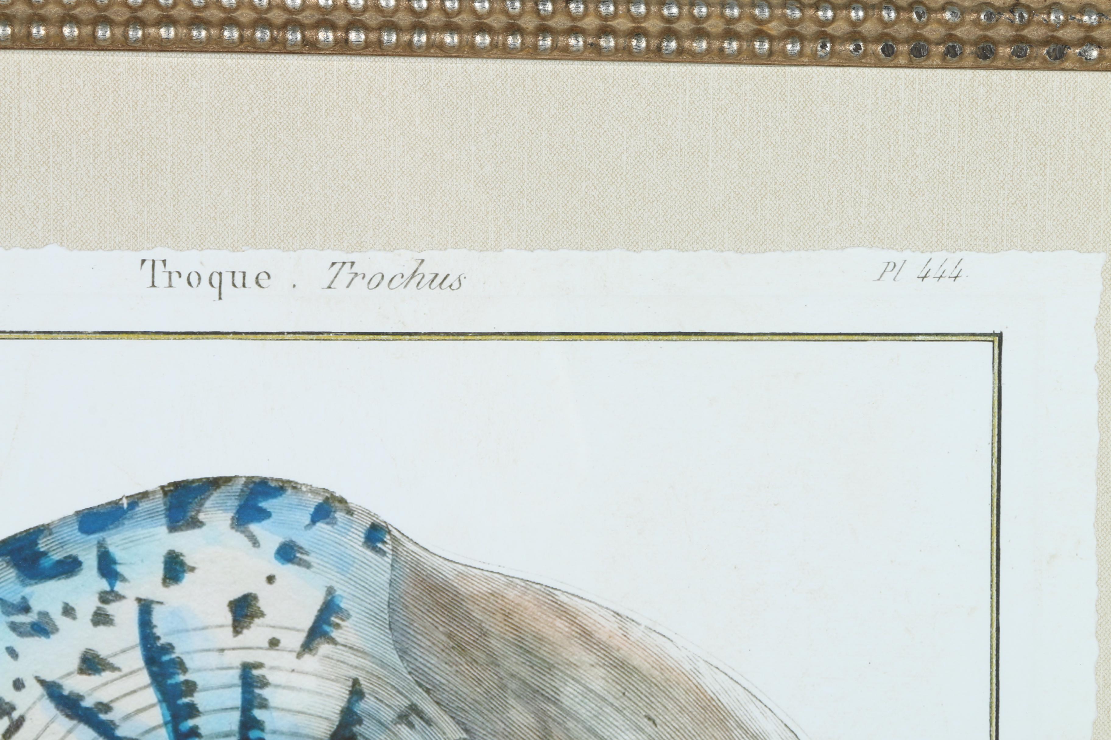 Giclées on Paper of Seashells Including Prints After Benard Direxit