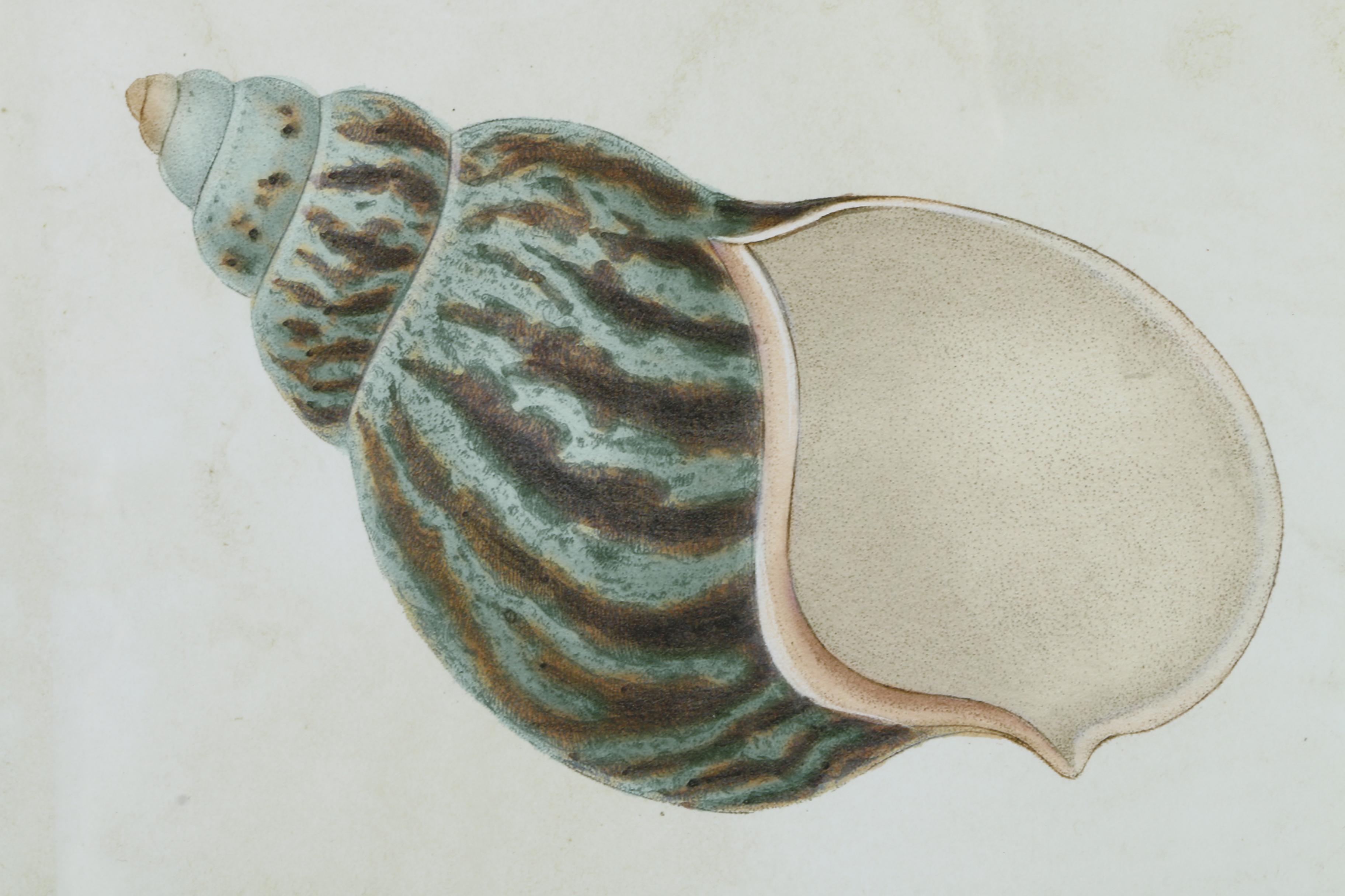 Giclées on Paper of Seashells Including Prints After Benard Direxit