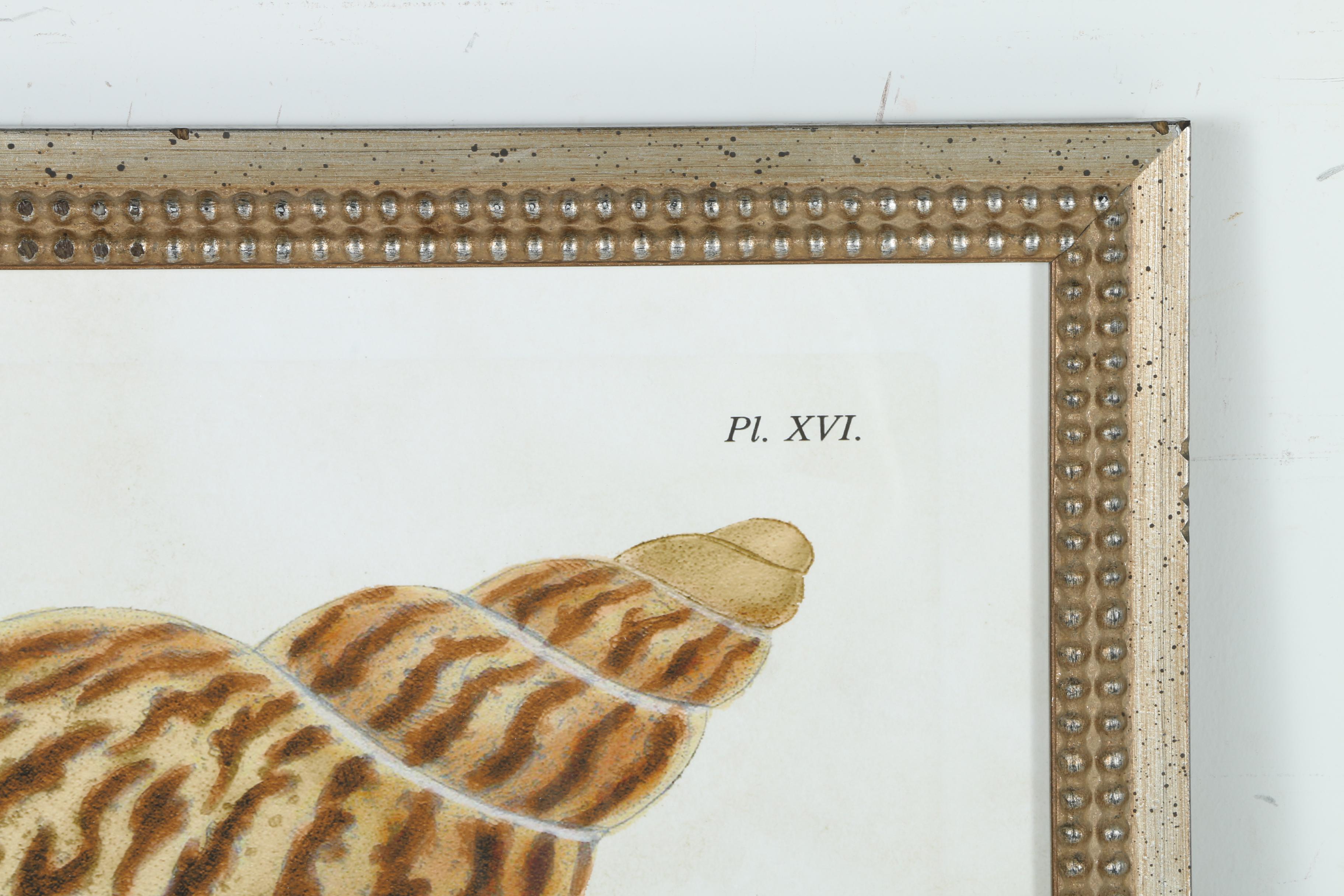 Giclées on Paper of Seashells Including Prints After Benard Direxit