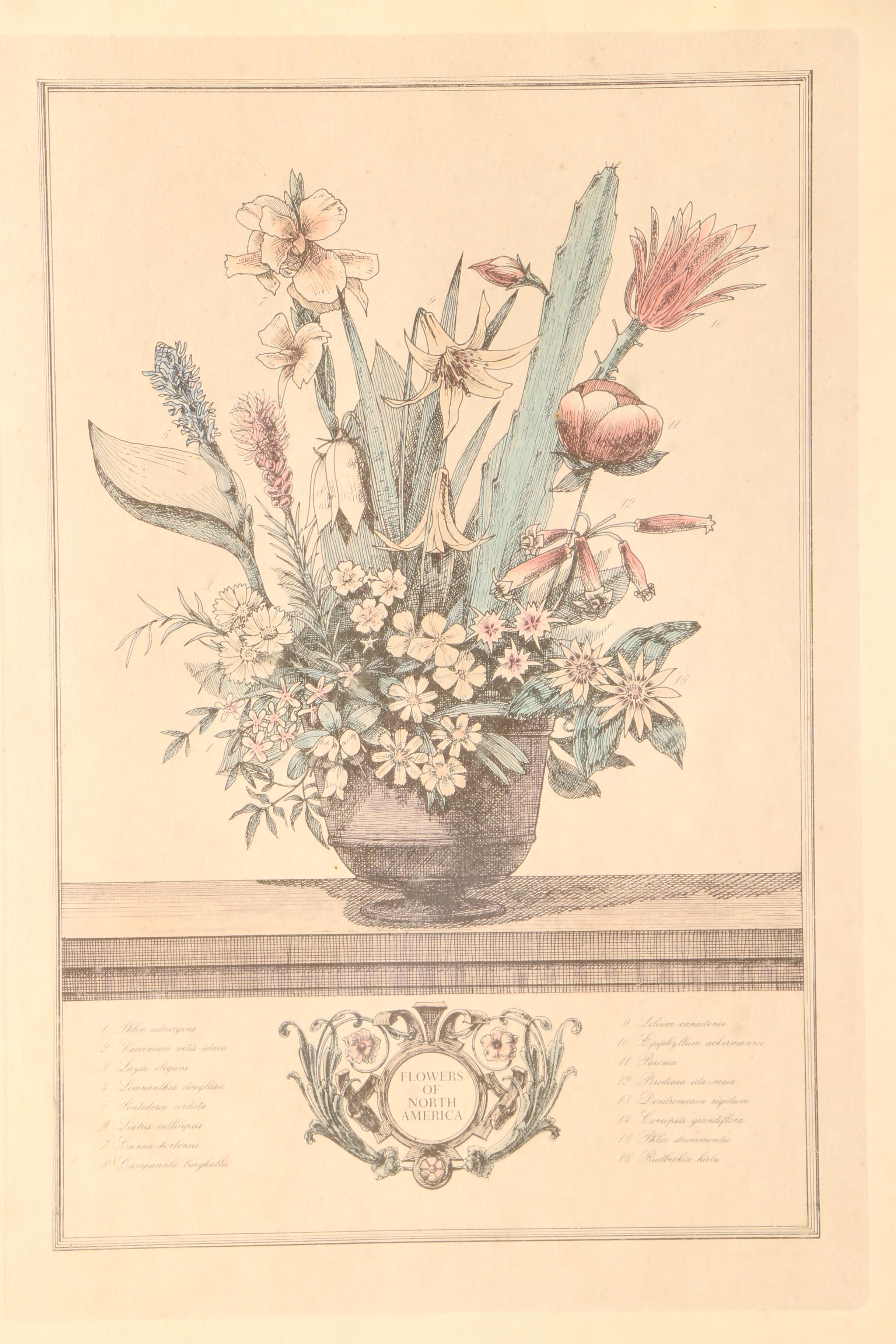 Offset Lithograph After Kenneth W. Chapman's "Flowers of North America"