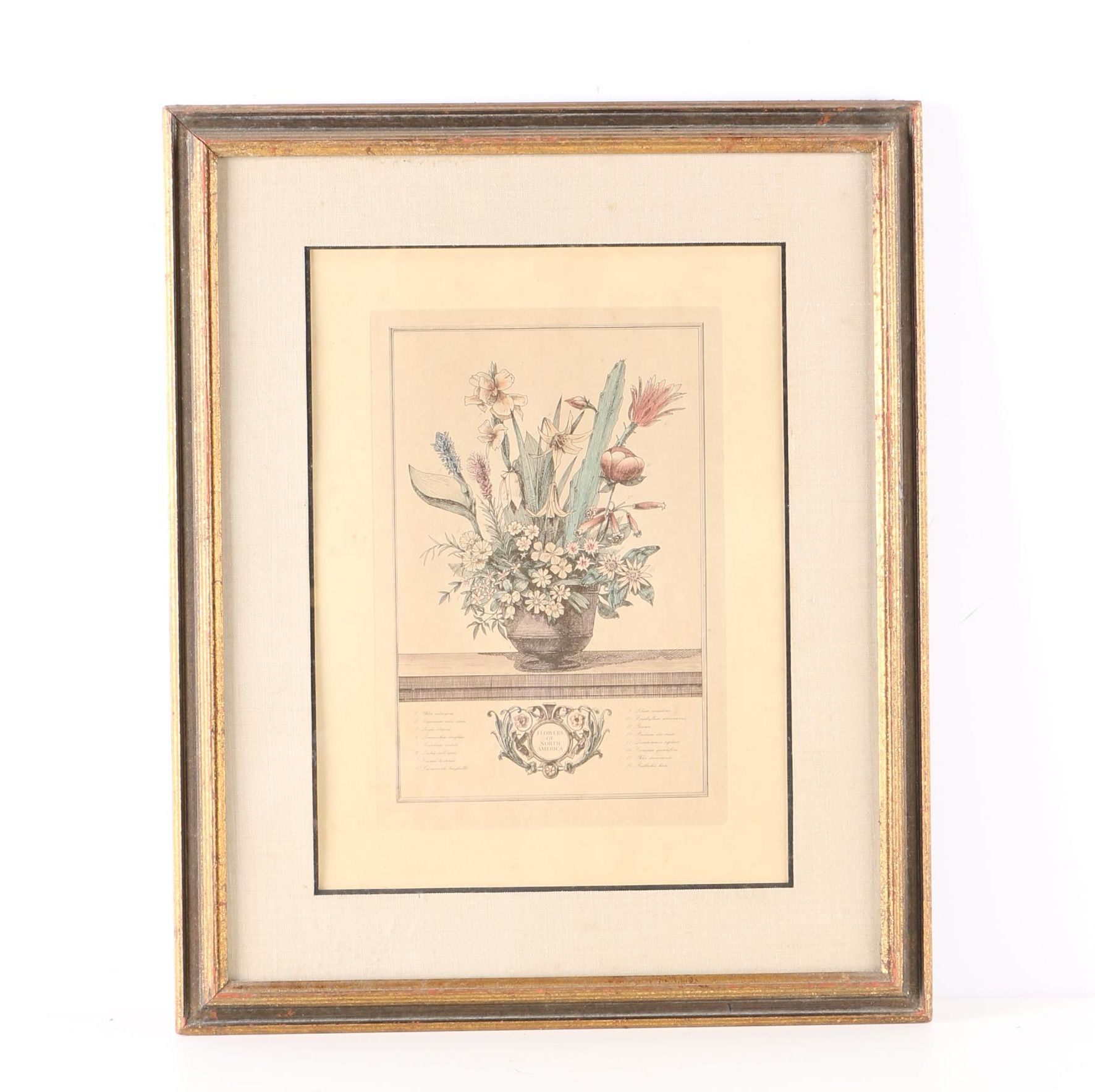 Offset Lithograph After Kenneth W. Chapman's "Flowers of North America"