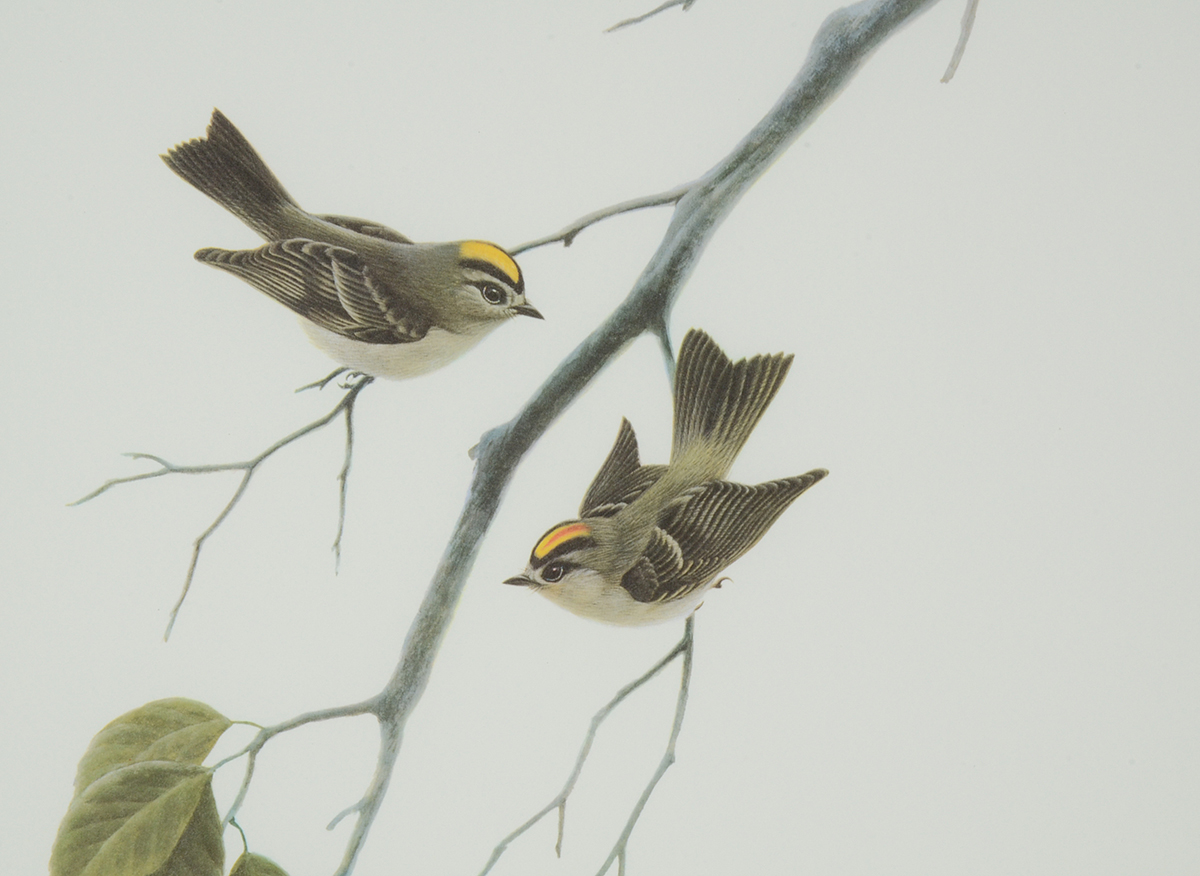 John Ruthven Signed 1982 Limited Edition Offset Lithograph "Golden Crowned Kinglets"