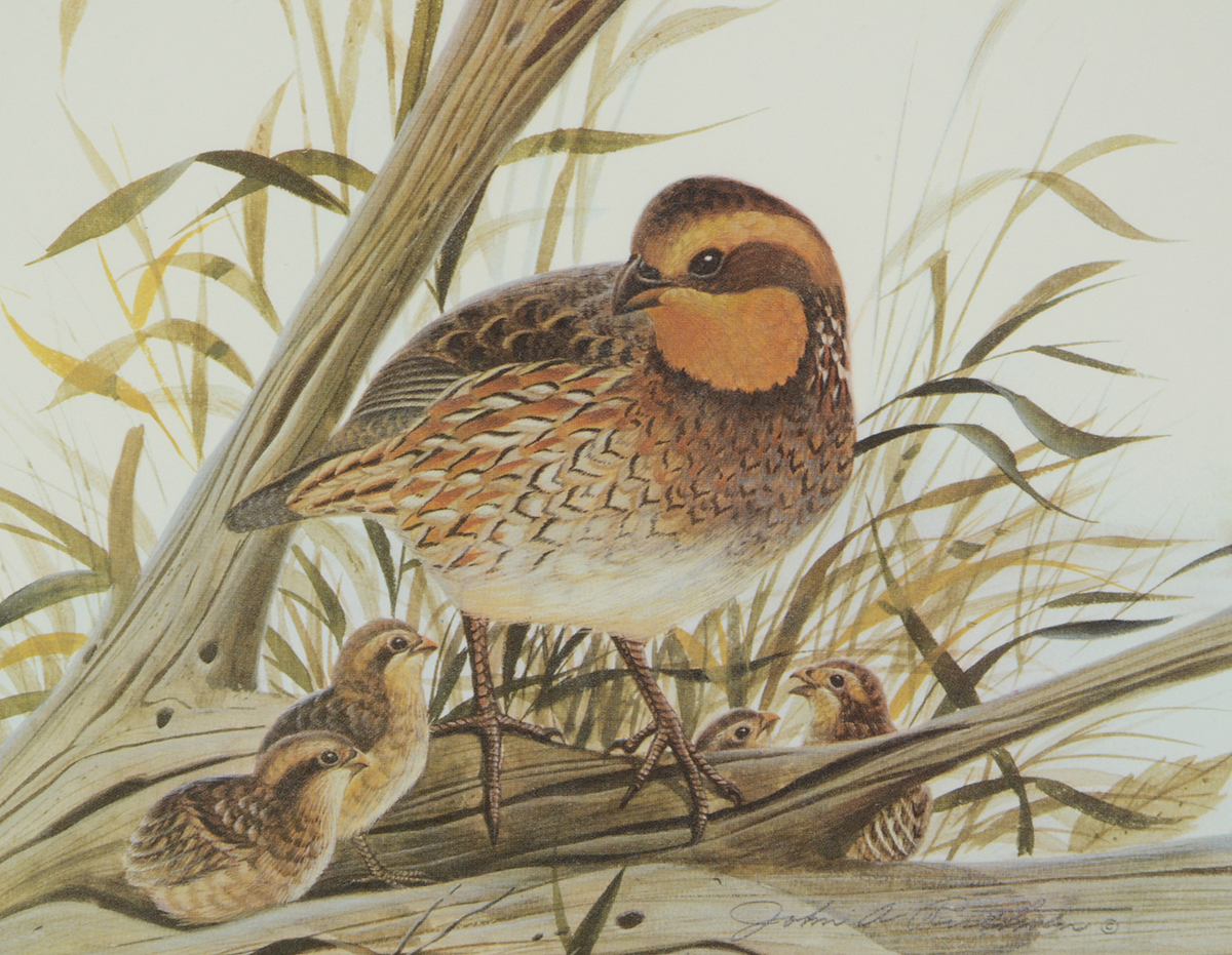 John Ruthven Signed 1983 Limited Edition Offset Lithograph "Bobwhite Quail with Young"