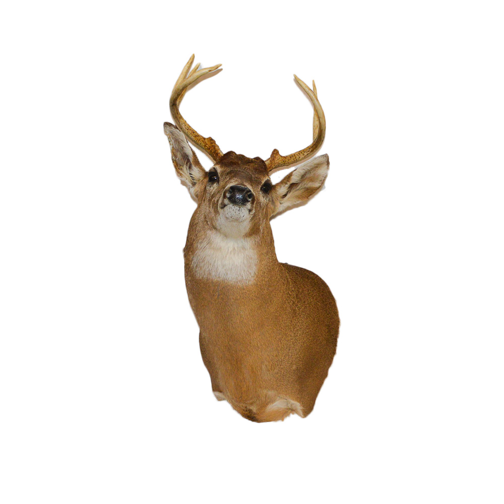 Taxidermy Deer Head Mount