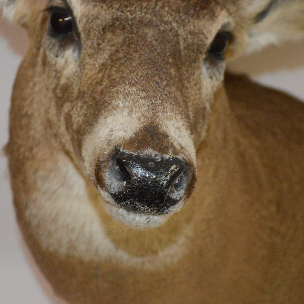Taxidermy Deer Head Mount