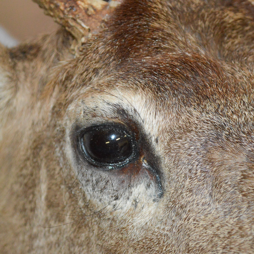 Taxidermy Deer Head Mount