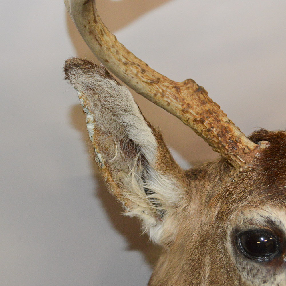 Taxidermy Deer Head Mount