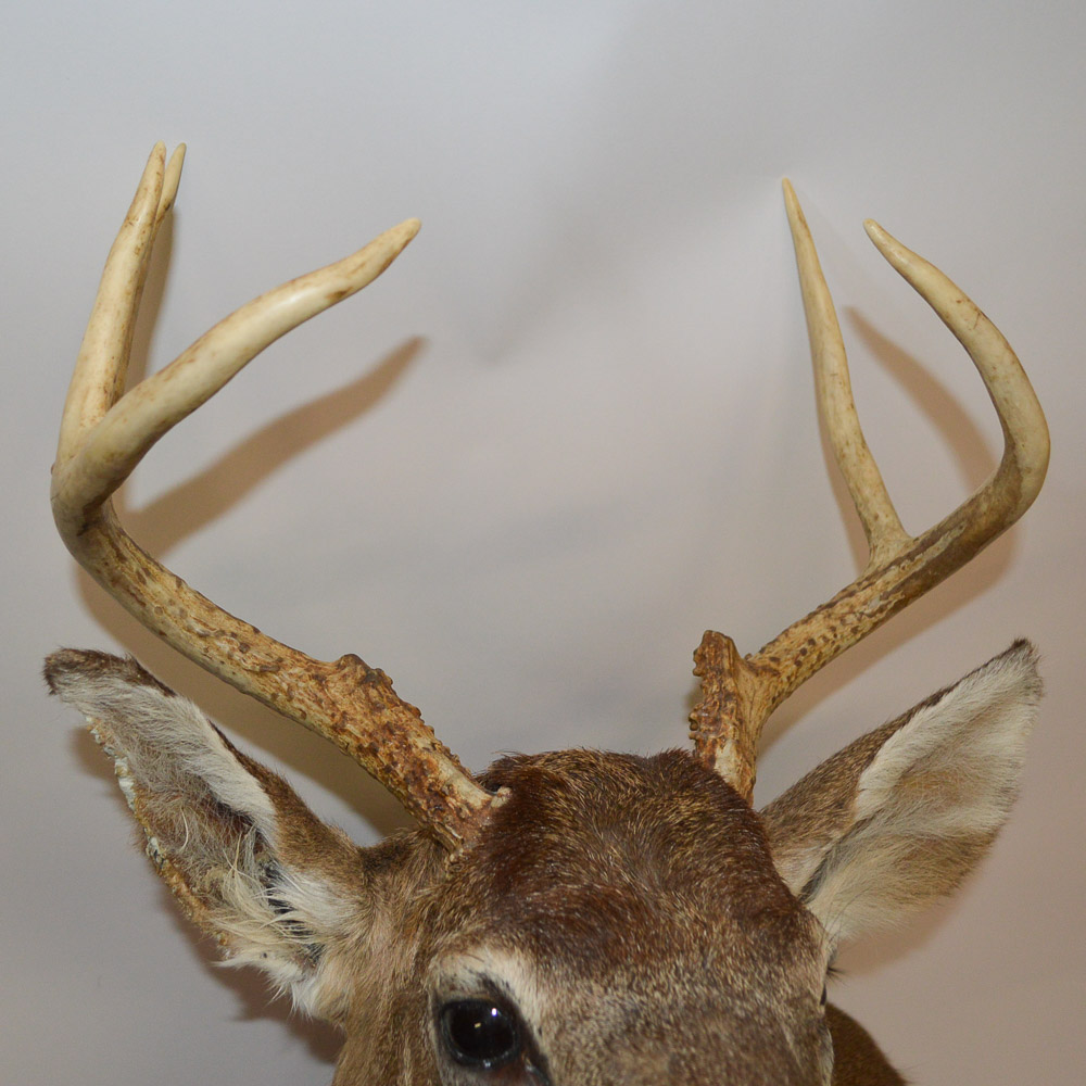 Taxidermy Deer Head Mount