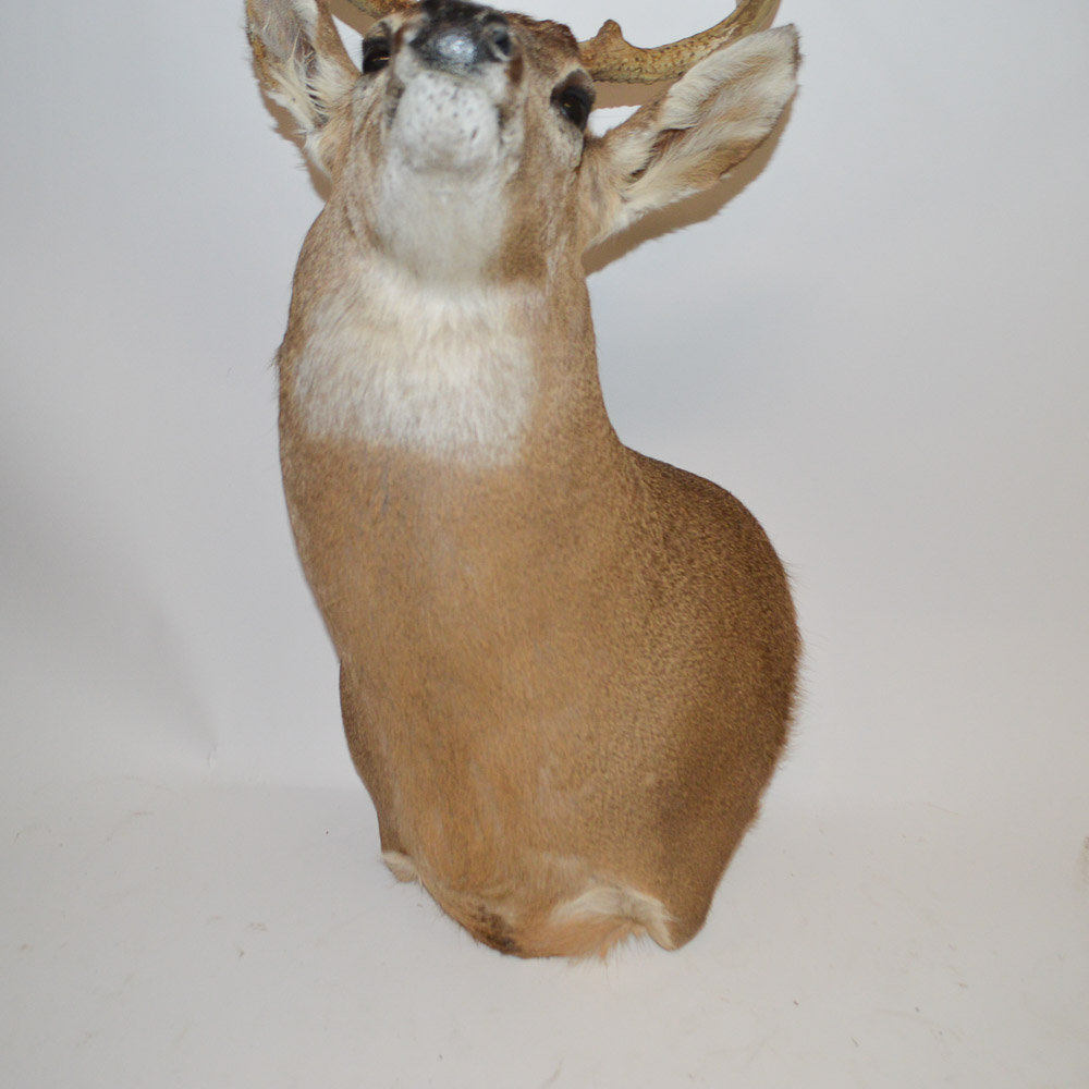 Taxidermy Deer Head Mount