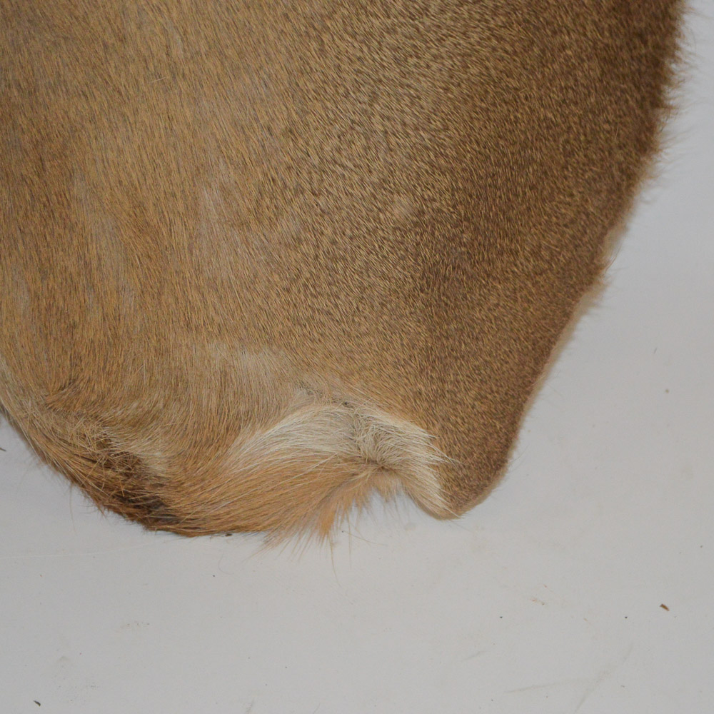 Taxidermy Deer Head Mount