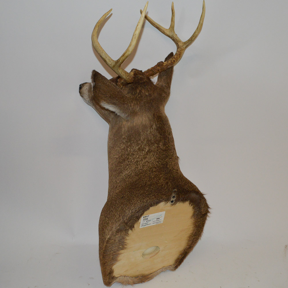 Taxidermy Deer Head Mount
