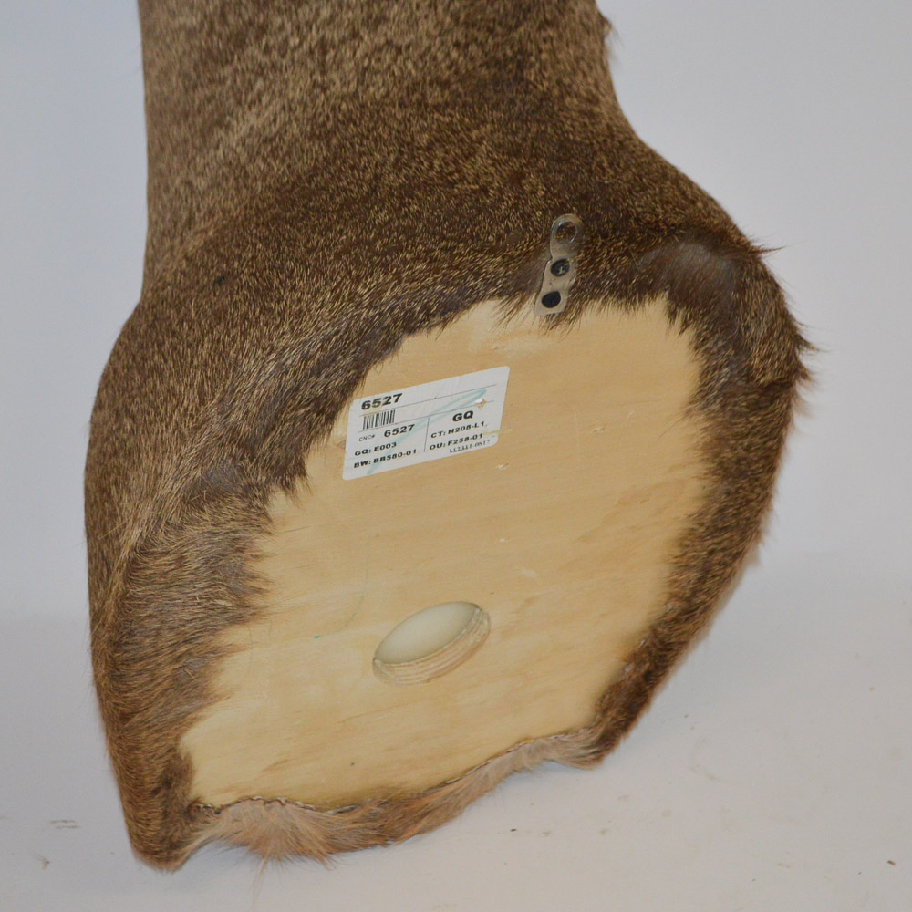 Taxidermy Deer Head Mount