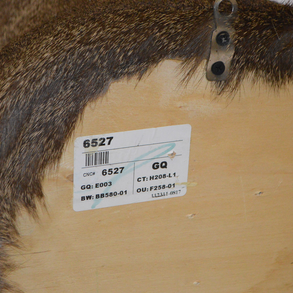 Taxidermy Deer Head Mount