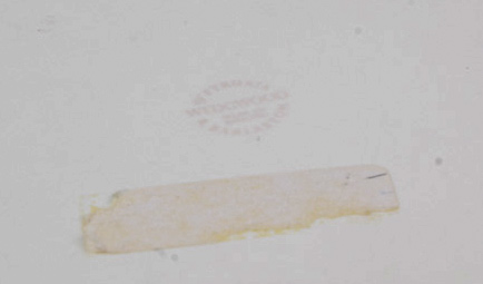 Vintage Wedgwood Etruria & Barlaston Nautilus Seashell Plates