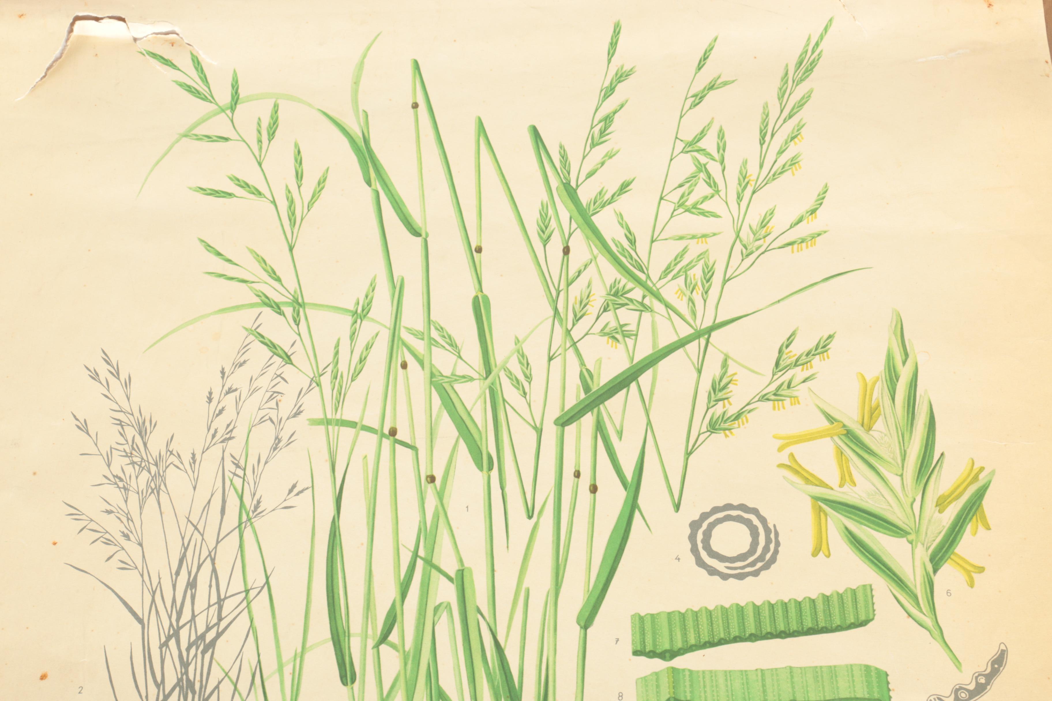 Educational Plant Posters