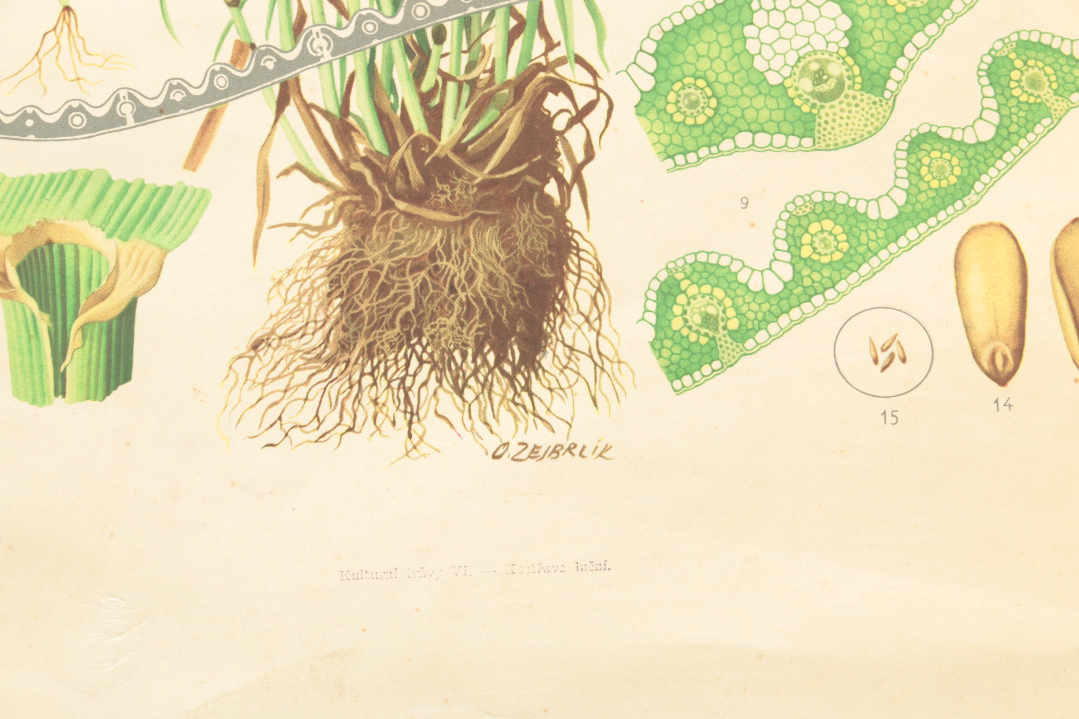 Educational Plant Posters