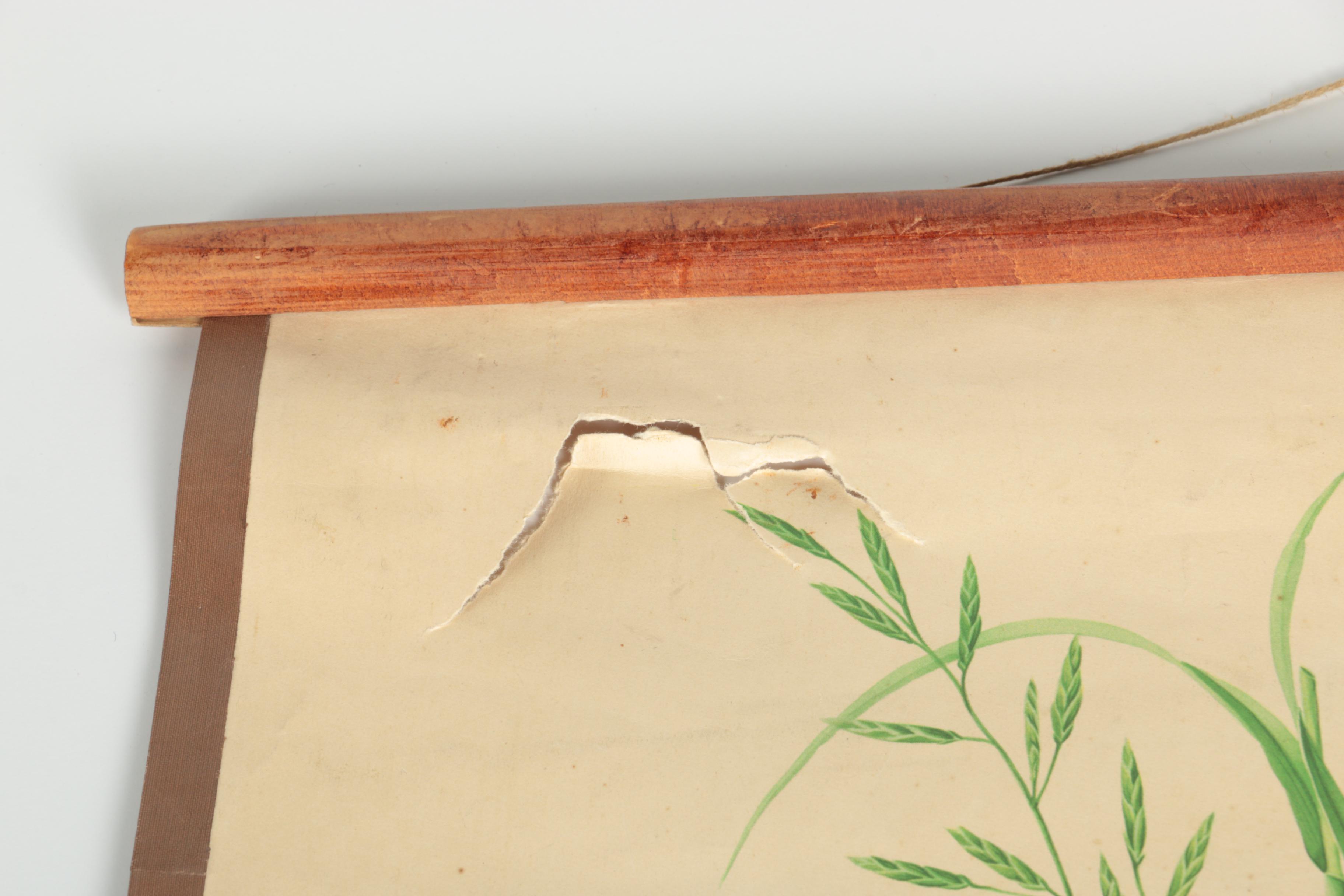 Educational Plant Posters