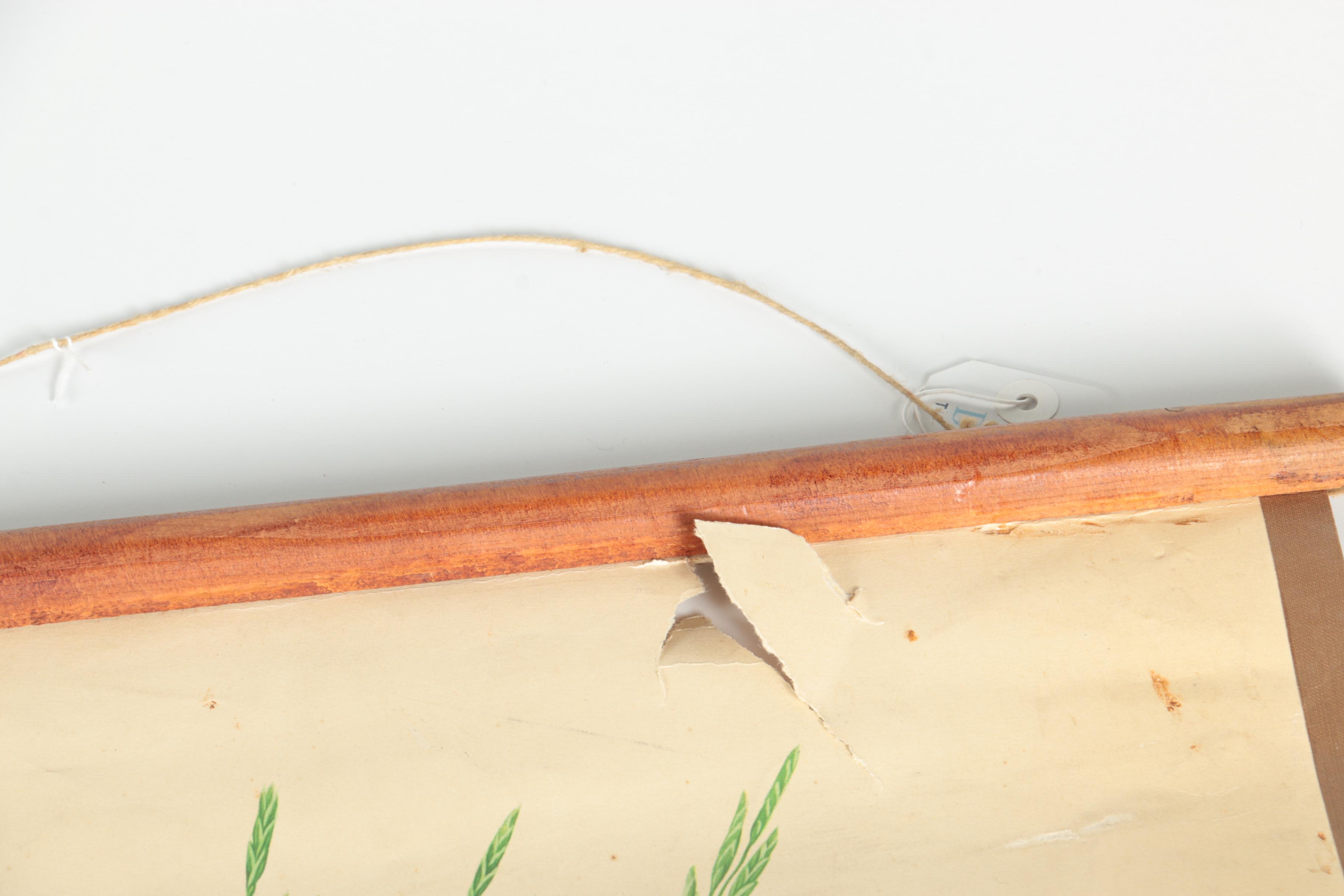 Educational Plant Posters