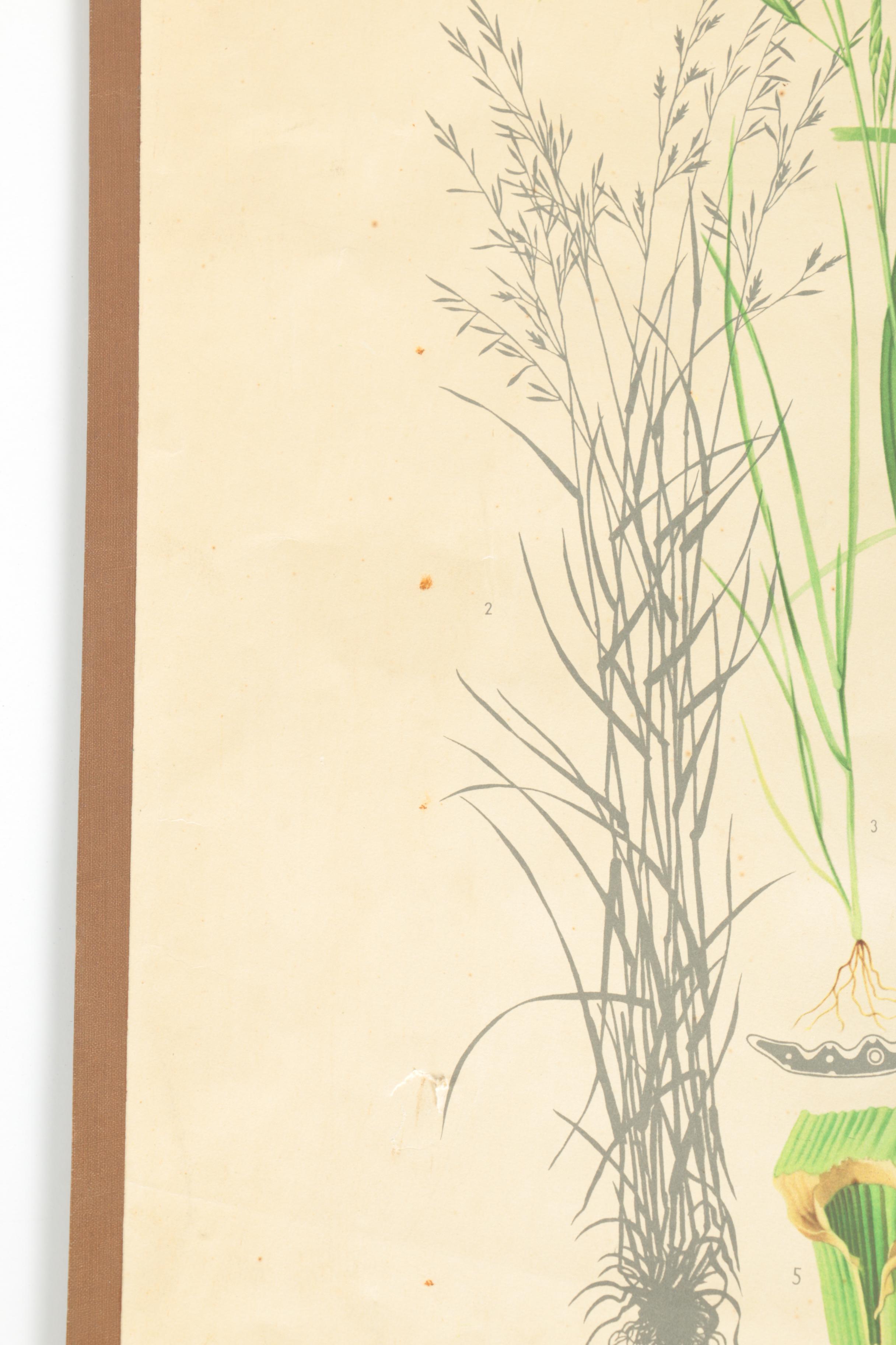 Educational Plant Posters