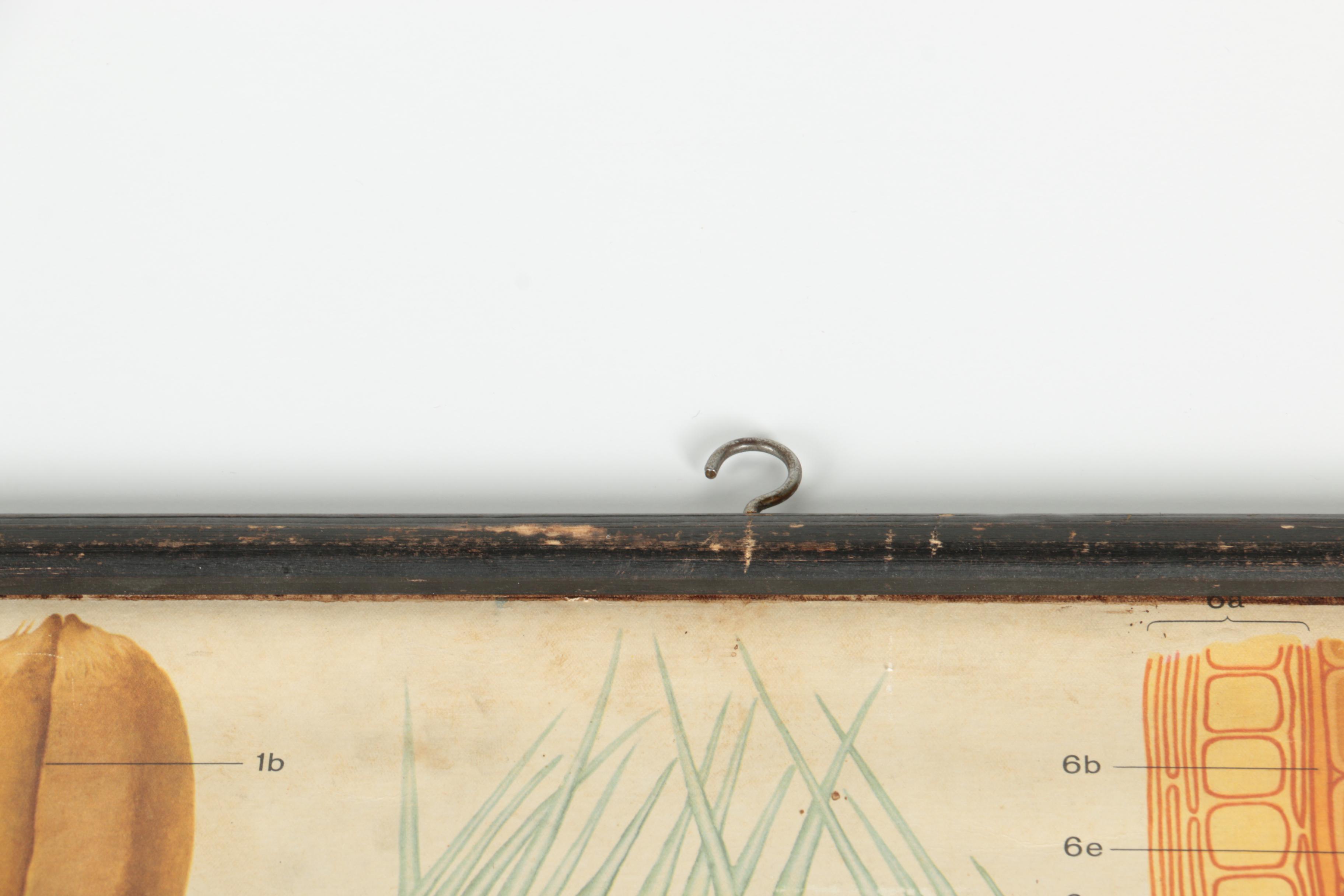 Educational Plant Posters