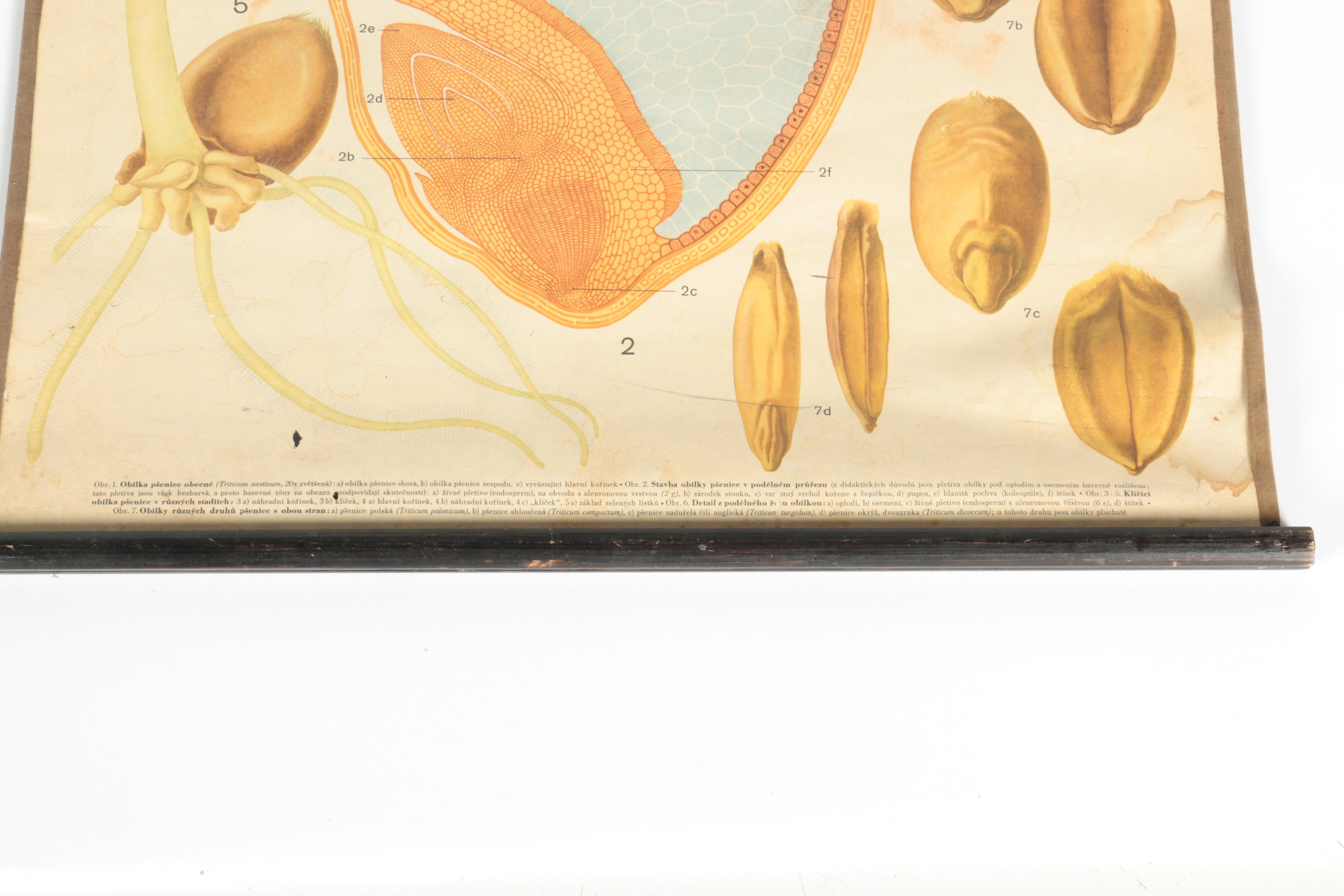 Educational Plant Posters