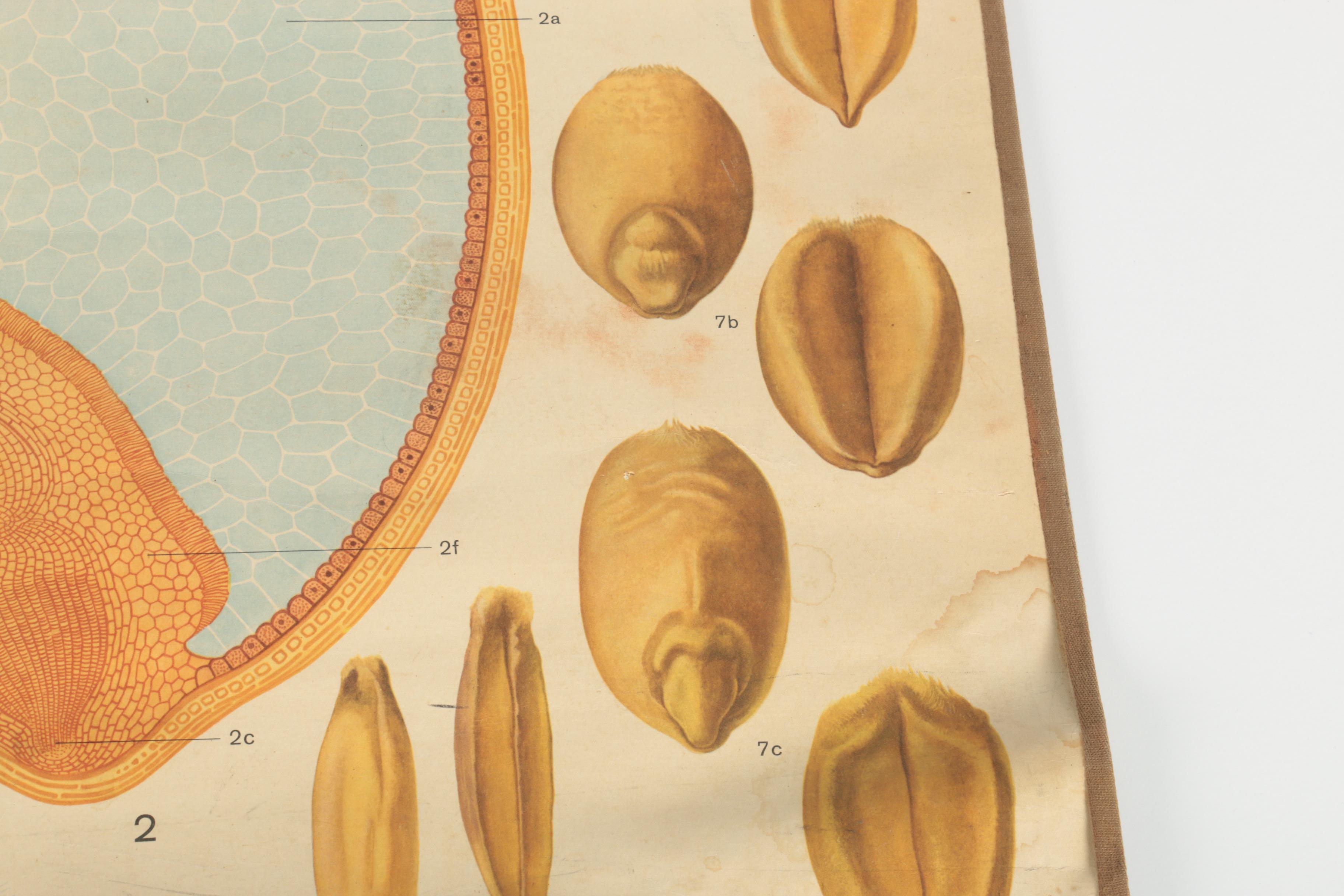 Educational Plant Posters